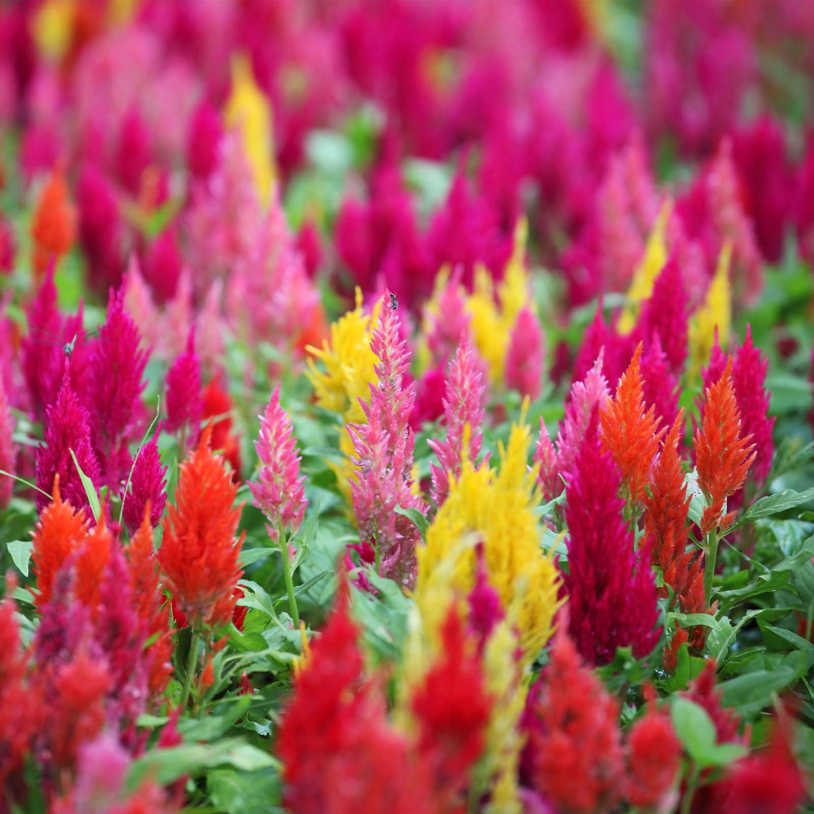 Plumed Celosia Seeds - Castle Series - Mix - Packet of 50 Seeds - Annual Garden Flower - Buy Gardening Seeds Online
