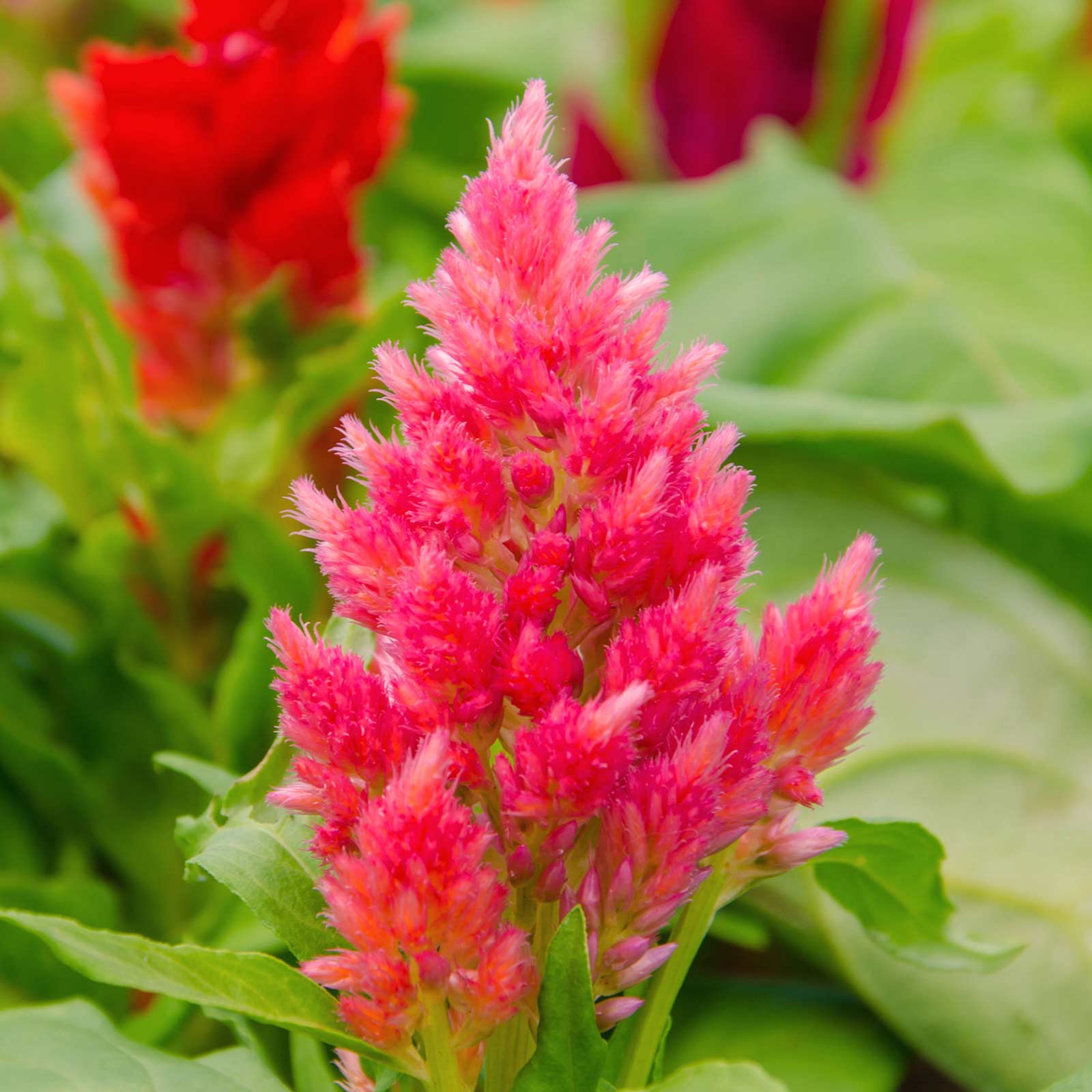 Plumed Celosia Seeds - Castle Series - Pink - 500 Seeds - Annual Garden Flower - Buy Gardening Seeds Online
