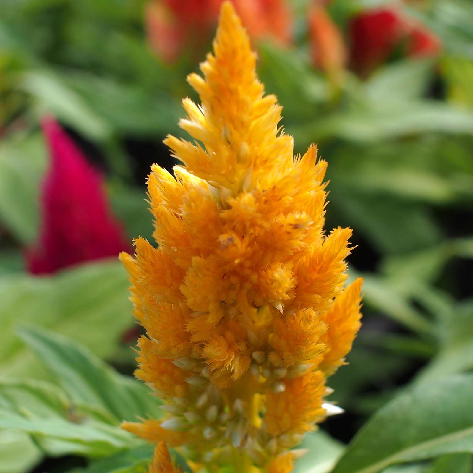 Plumed Celosia Seeds - Castle Series - Yellow - Packet of 50 Seeds - Annual Garden Flower - Buy Gardening Seeds Online