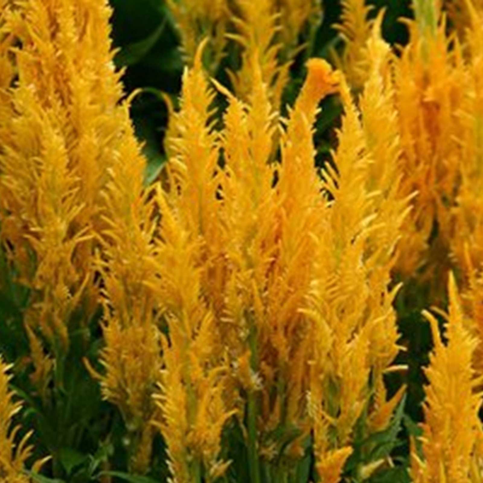 Plumed Celosia Seeds - Fresh Look Series - Gold - 500 Seeds - Annual Garden Flower - Buy Gardening Seeds Online