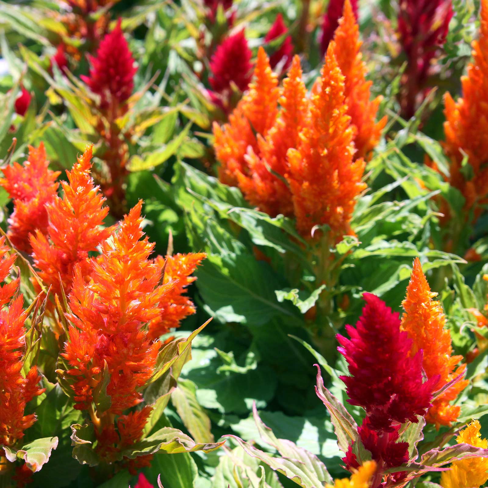 Plumed Celosia Seeds - Fresh Look Series - Mix - Packet of 50 Seeds - Annual Garden Flower - Buy Gardening Seeds Online