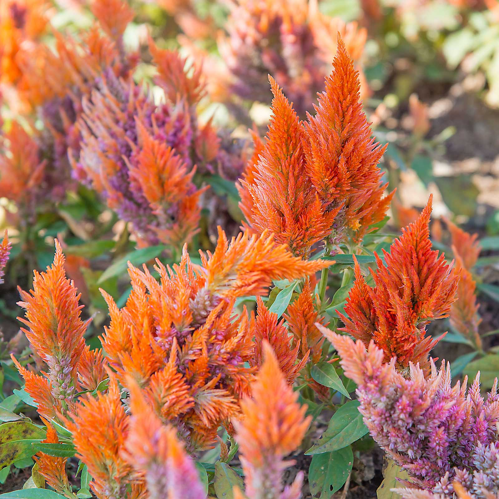 Plumed Celosia Seeds - Fresh Look Series - Orange - 500 Seeds - Annual Garden Flower - Buy Gardening Seeds Online