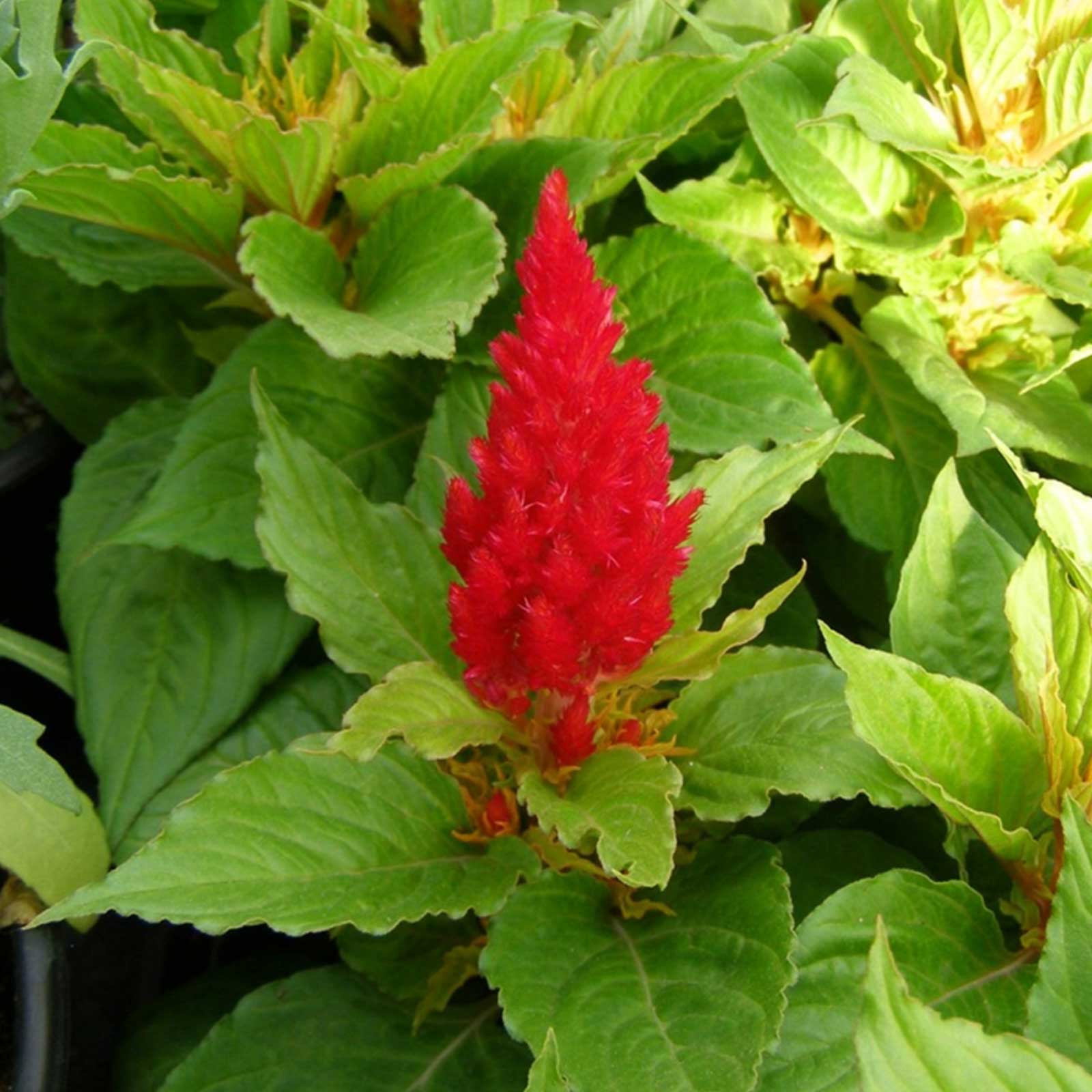 Plumed Celosia Seeds - Fresh Look Series - Red - 500 Seeds - Annual Garden Flower - Buy Gardening Seeds Online