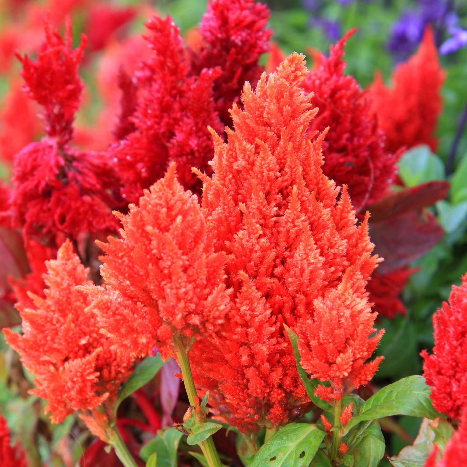 Plumed Celosia - Kimono Mix - 500 Seeds - Annual Flower Garden - Buy Gardening Seeds Online