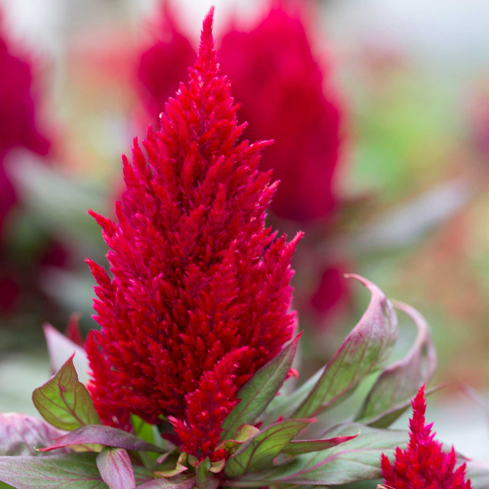 Plumed Celosia - New Look - 500 Seeds - Annual Flower Garden - Buy Gardening Seeds Online