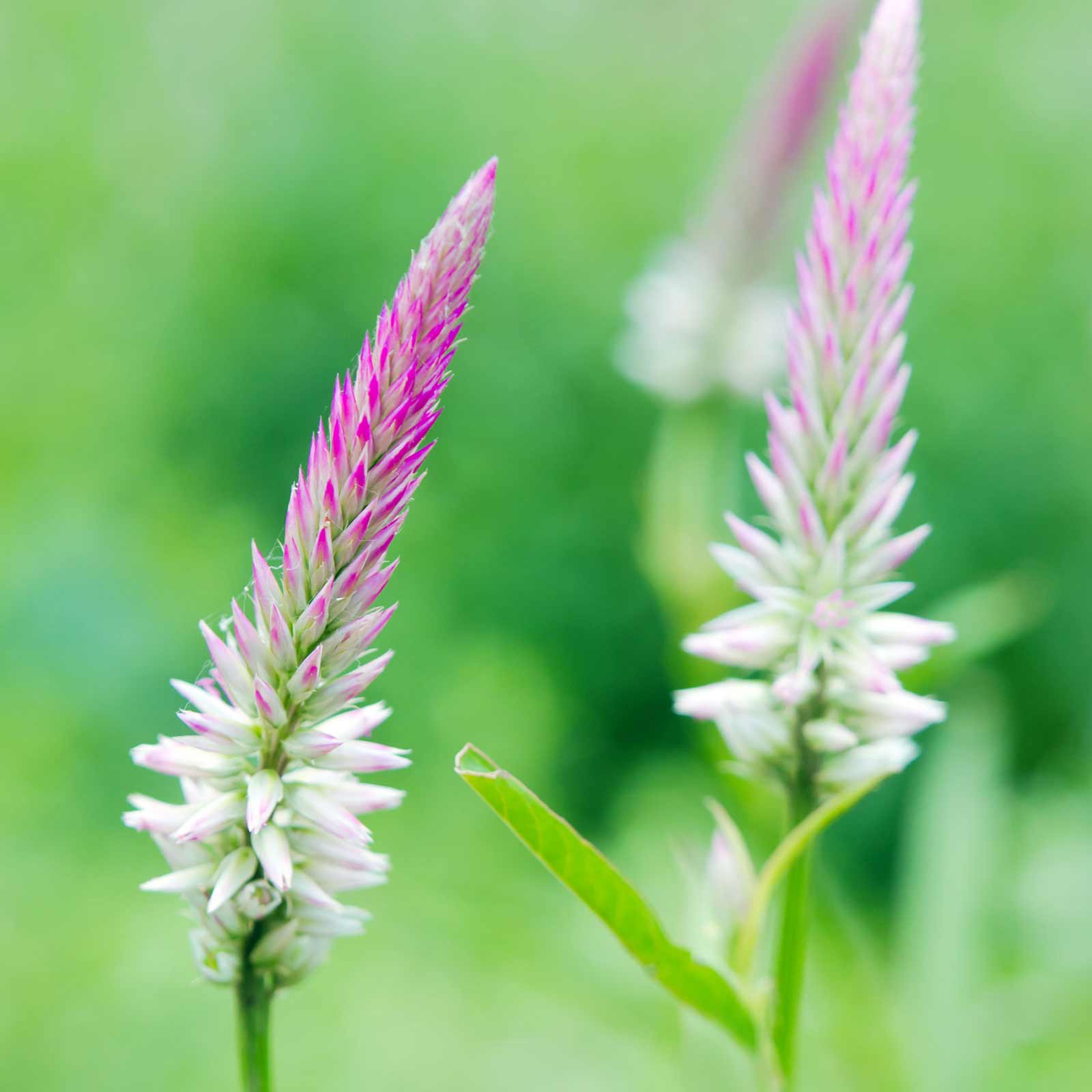 Wheat Celosia Seeds - Flamingo Series - Feather (White to Pink) - 500 Seeds - Annual Garden Flower - Buy Seeds Online