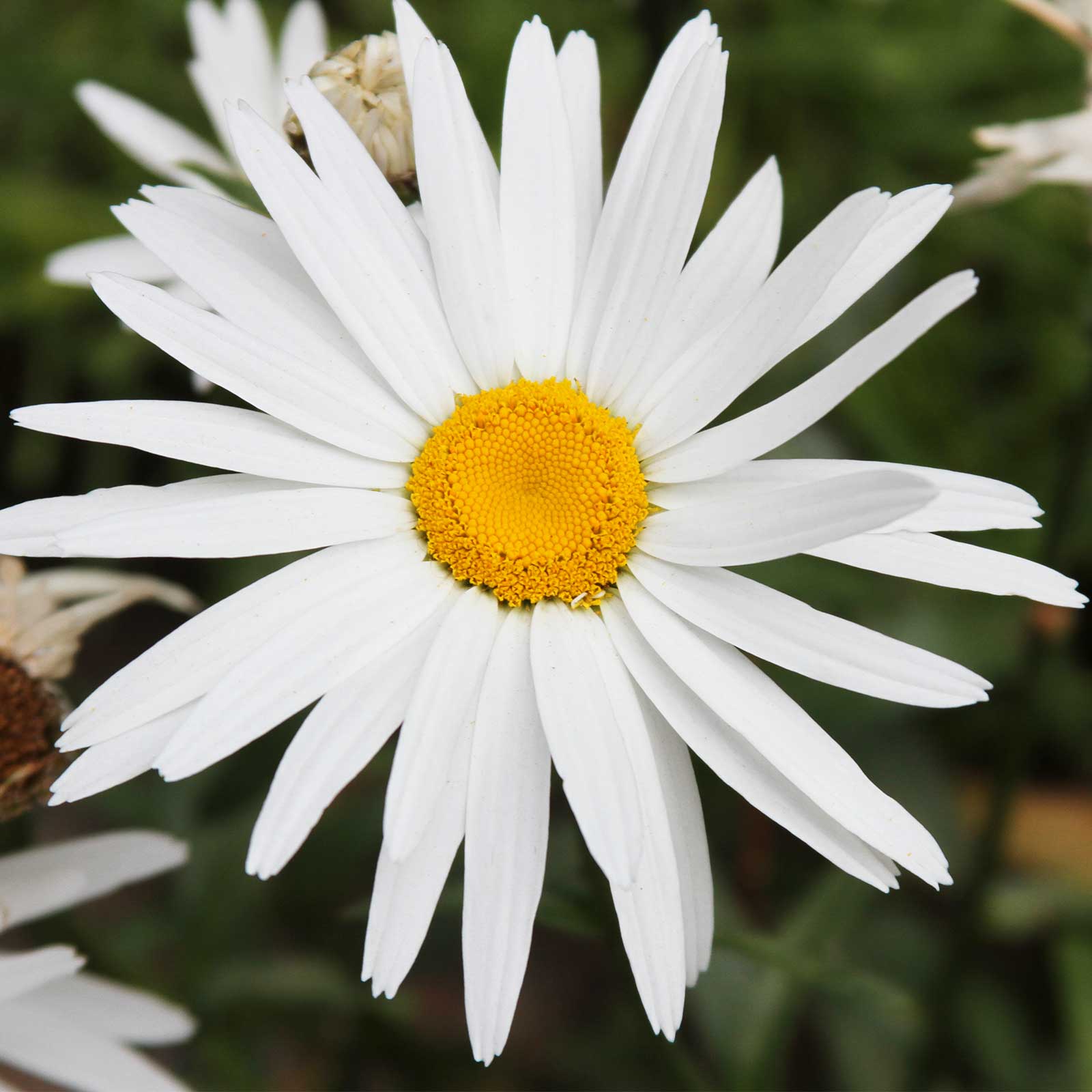 Shasta Daisy Flower Seeds - Silver Princess - 4 Oz Bulk - White Blooms, Yellow Centers - Leucanthemum x superbum Gardening Seeds