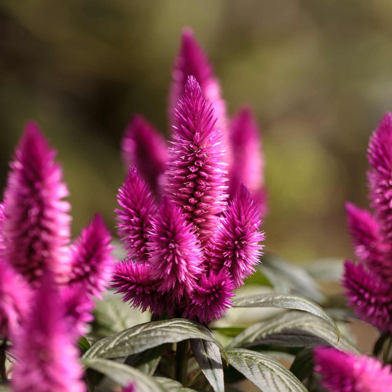 Wheat Celosia Seeds - Flamingo Series - Purple - 500 Seeds - Annual Garden Flower - Buy Seeds Online