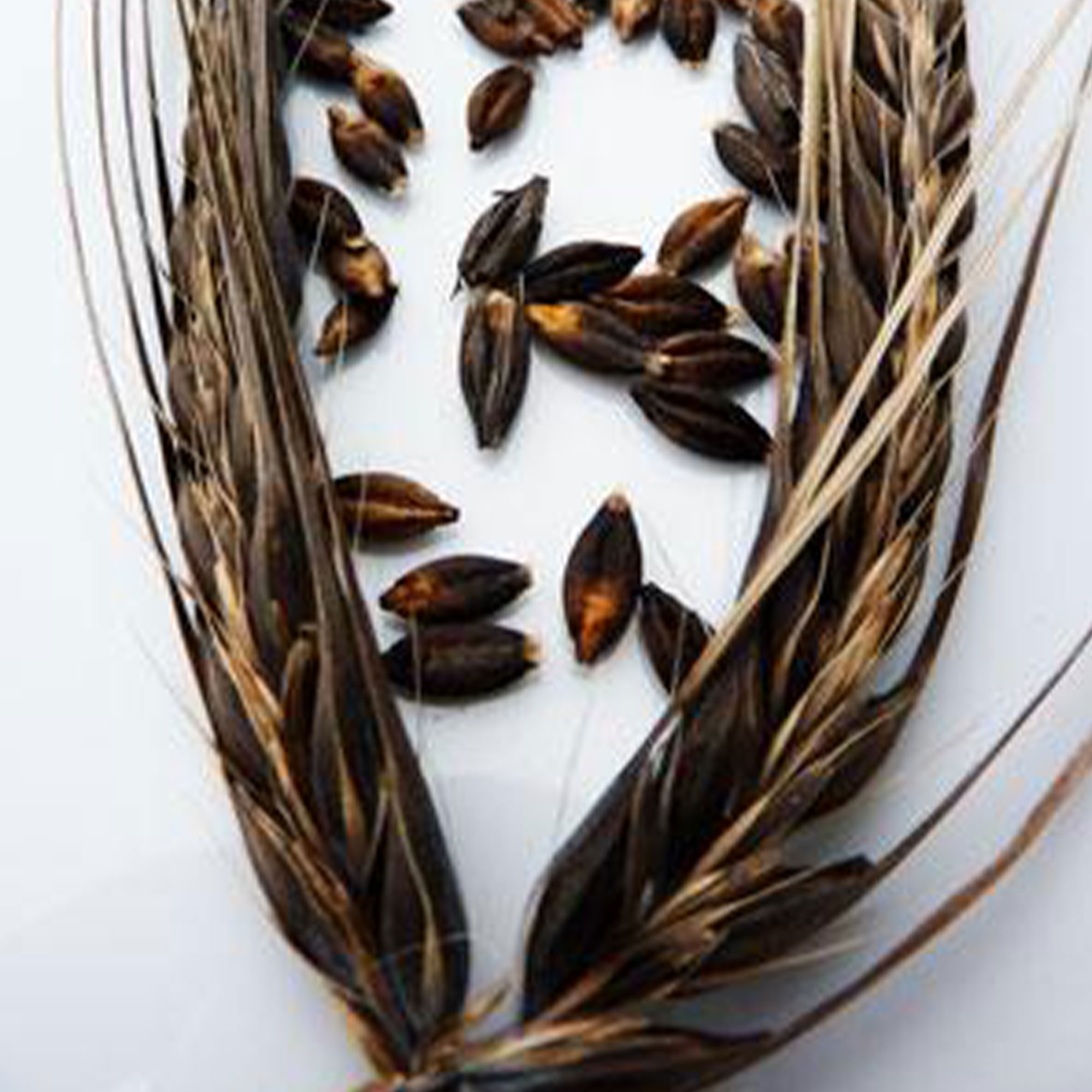 Jet Barley - 25 Lb ~280,000 Bulk Seeds - Non-GMO, Open Pollinated Barley Grain Seeds