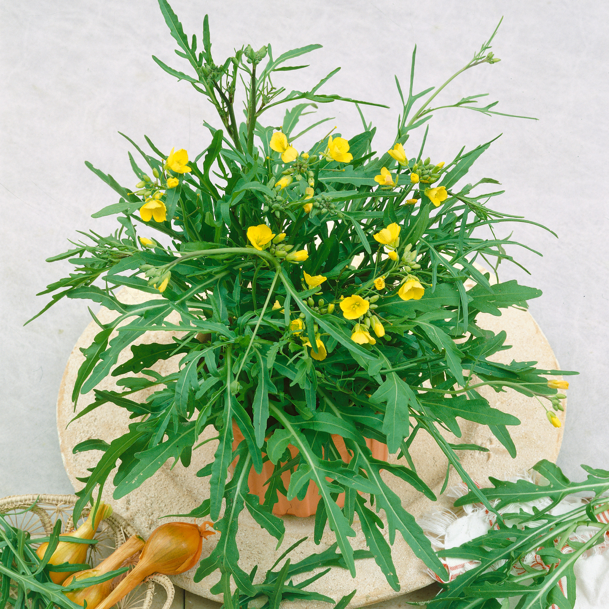 Organic Wild Arugula Seeds - 25 Lb Bulk - Herb Garden, Microgreens