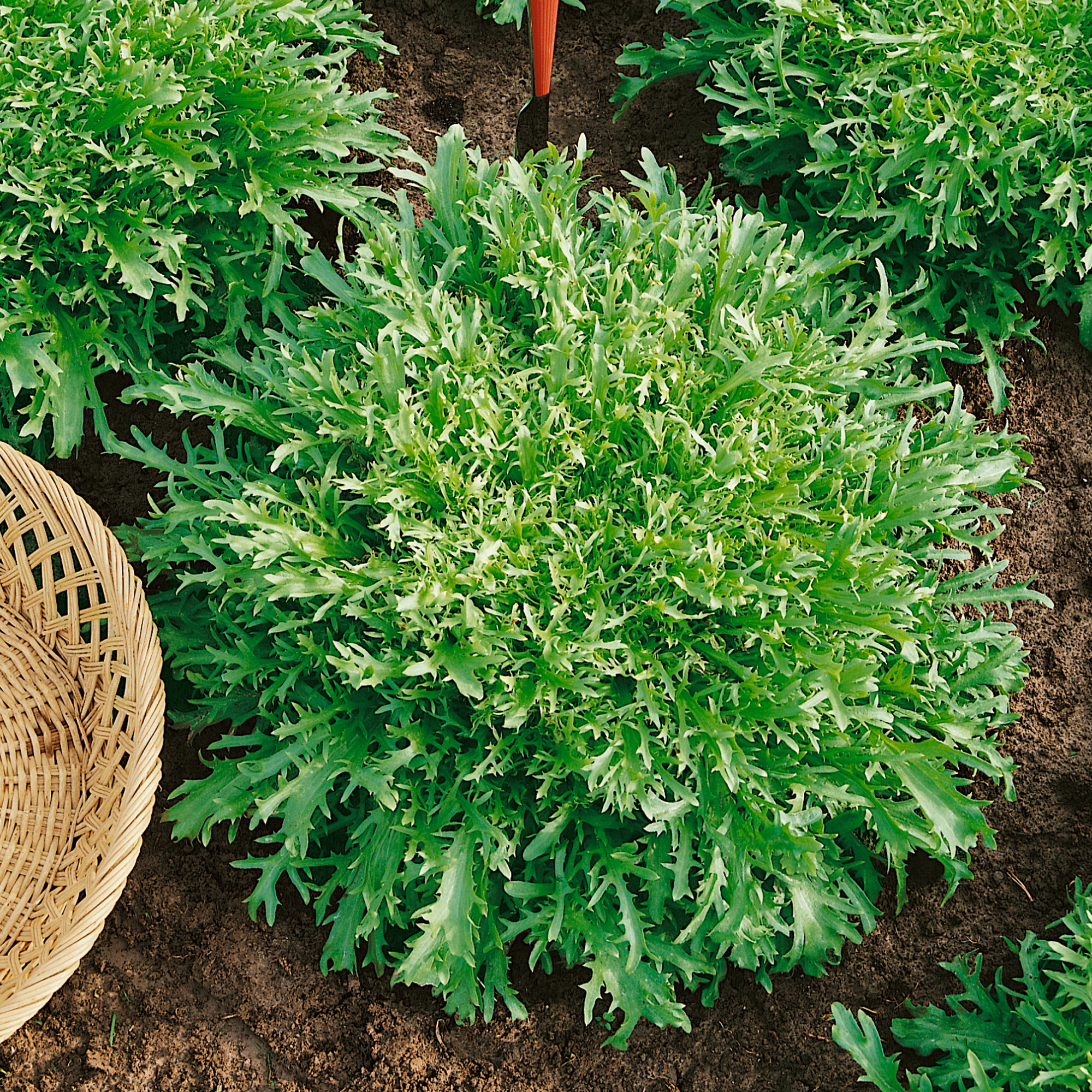 Organic Tres Fine Endive Seeds - 5 Lb Bulk - Garden, Non-GMO, Heirloom