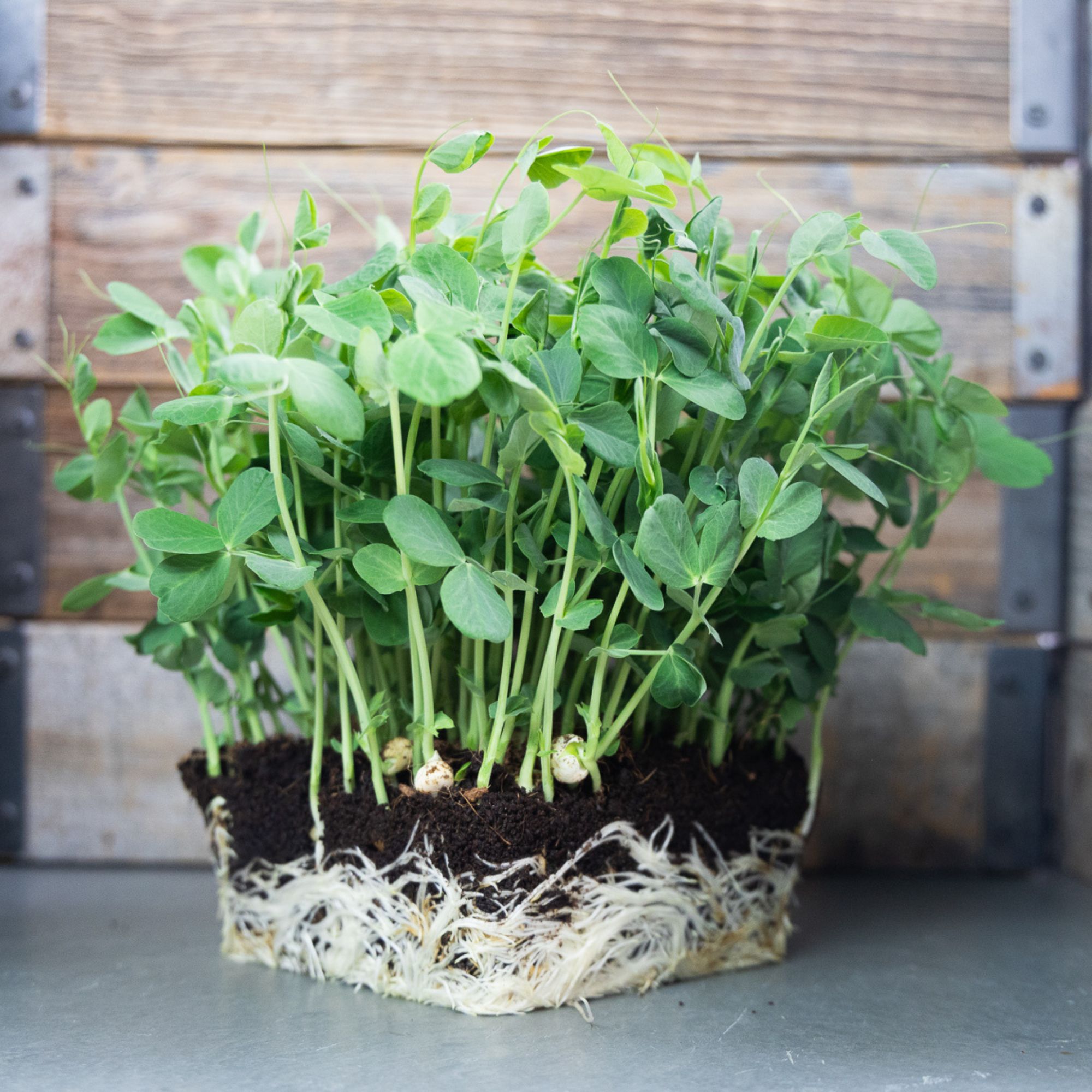 Sugar Pea, Yellow - Organic - 4 Oz ~360 Seeds - Vegetable Gardening - Buy Non-GMO Pisum sativum Farm & Gardening Seeds Online