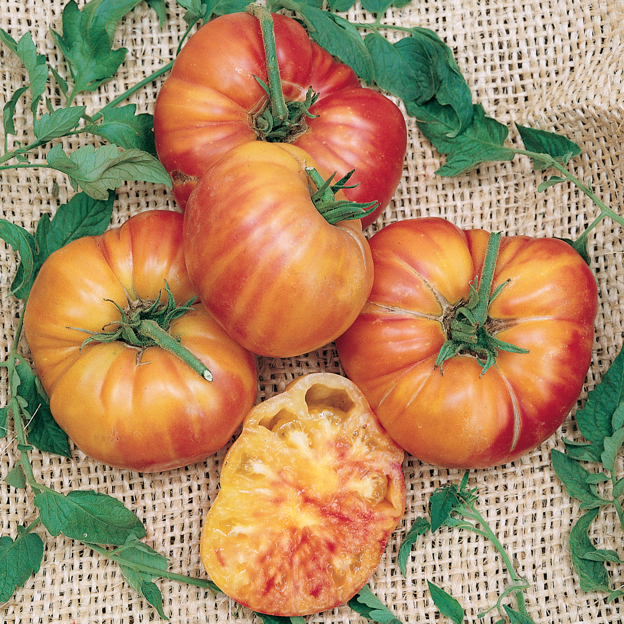 Organic Big Rainbow Tomato Seeds - 4 Oz - Garden, Non-GMO, Heirloom