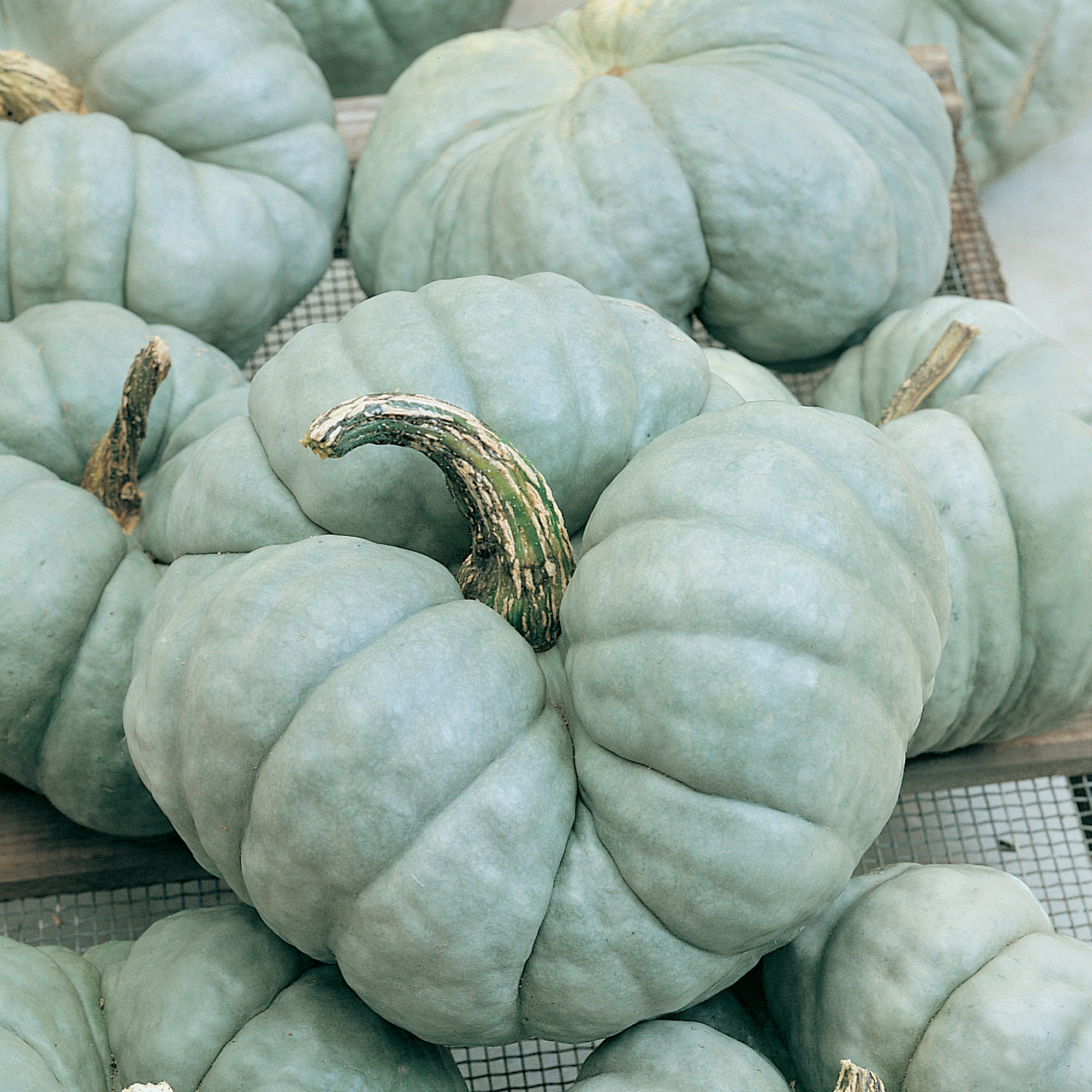 Organic Triamble Winter Squash Seeds - 1 Oz - Garden, Non-GMO