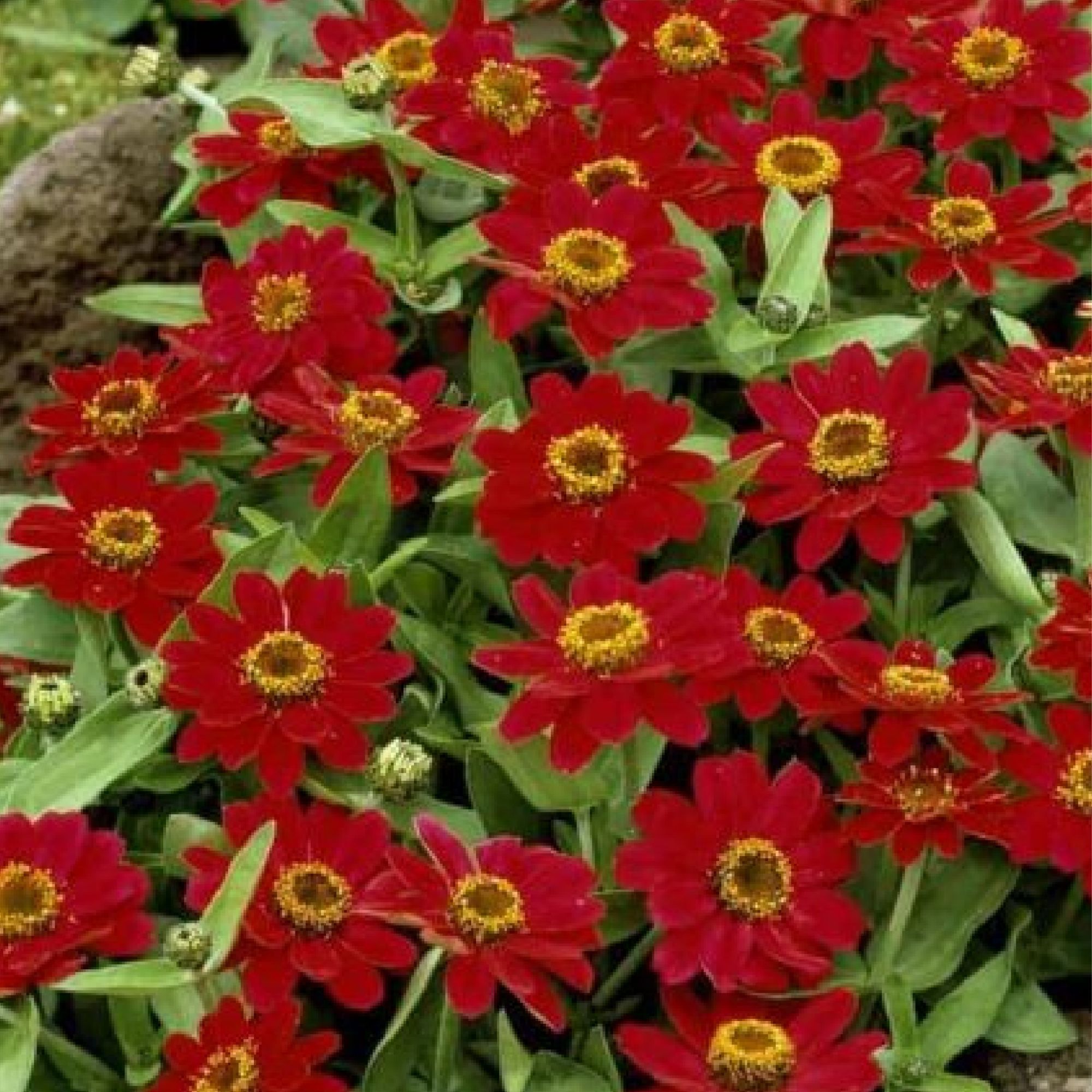 Zinnia - Profusion Series - Cherry - Packet of 10 Seeds - Flower Garden - Hybrid - Buy Zinnia elegans x angustifolia Farm & Gard