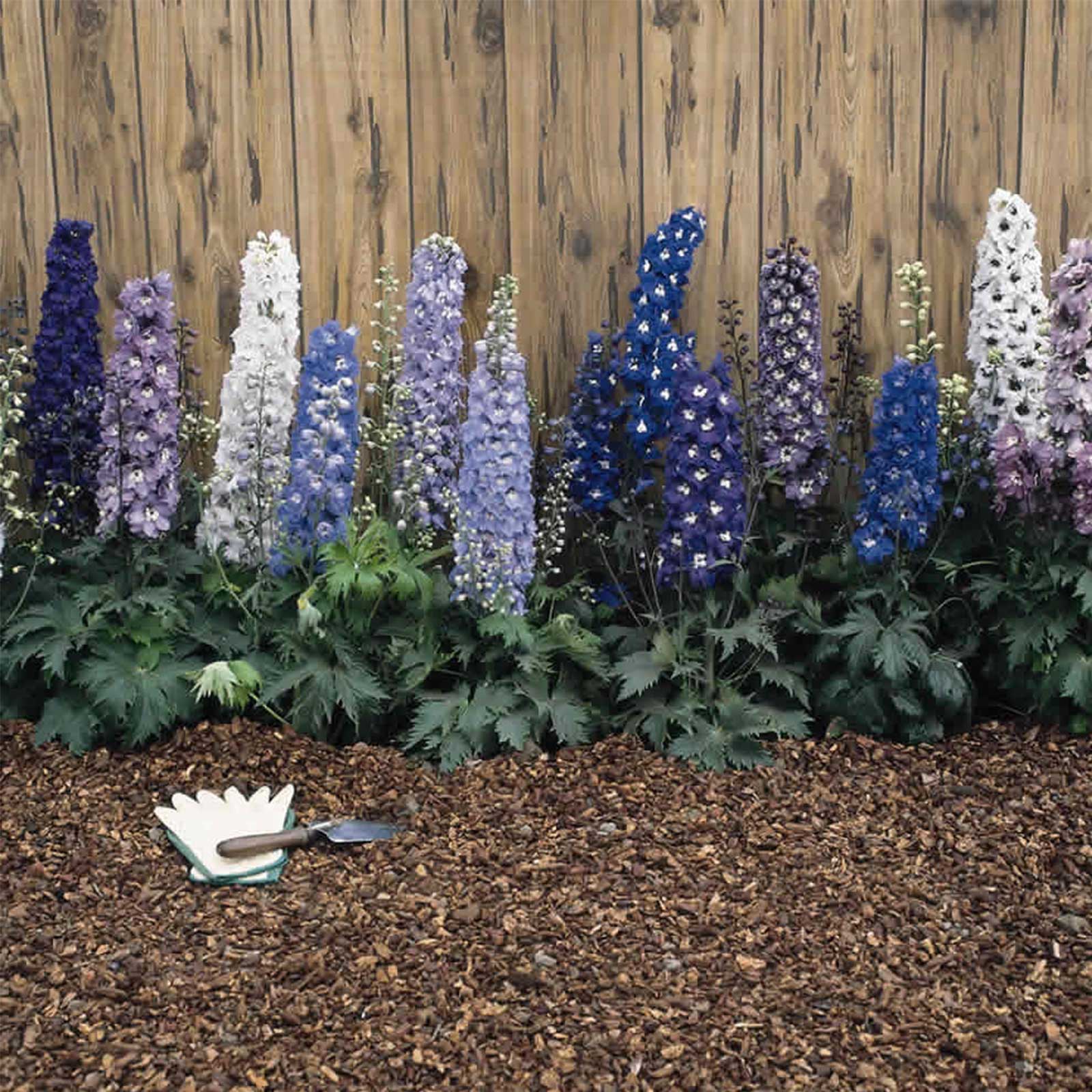 Delphinium Flower Seeds - Magic Fountain Series - Mix - Packet of 50 Seeds - Buy Garden Flower Seeds Online