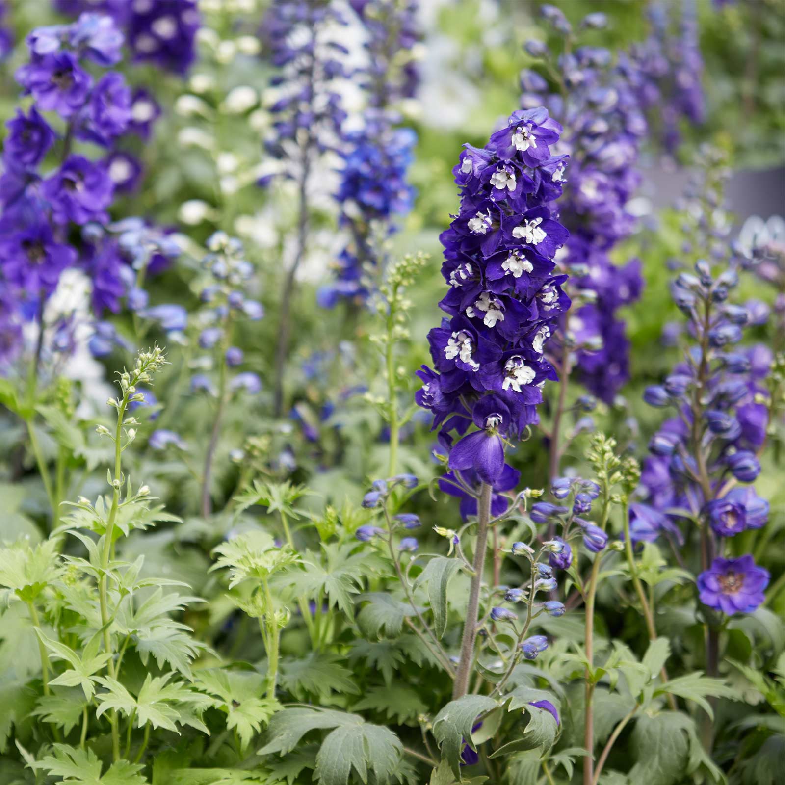 Delphinium Flower Seeds - Magic Fountain Series - Sky Blue White Bee - Packet of 50 Seeds - Buy Garden Flower Seeds Online