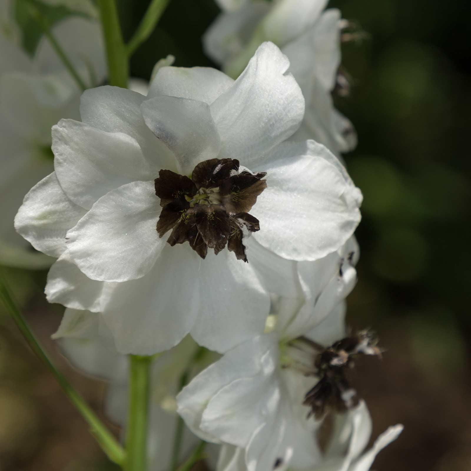 Delphinium Flower Seeds - Magic Fountain Series - White Dark Bee - Packet of 50 Seeds - Buy Garden Flower Seeds Online