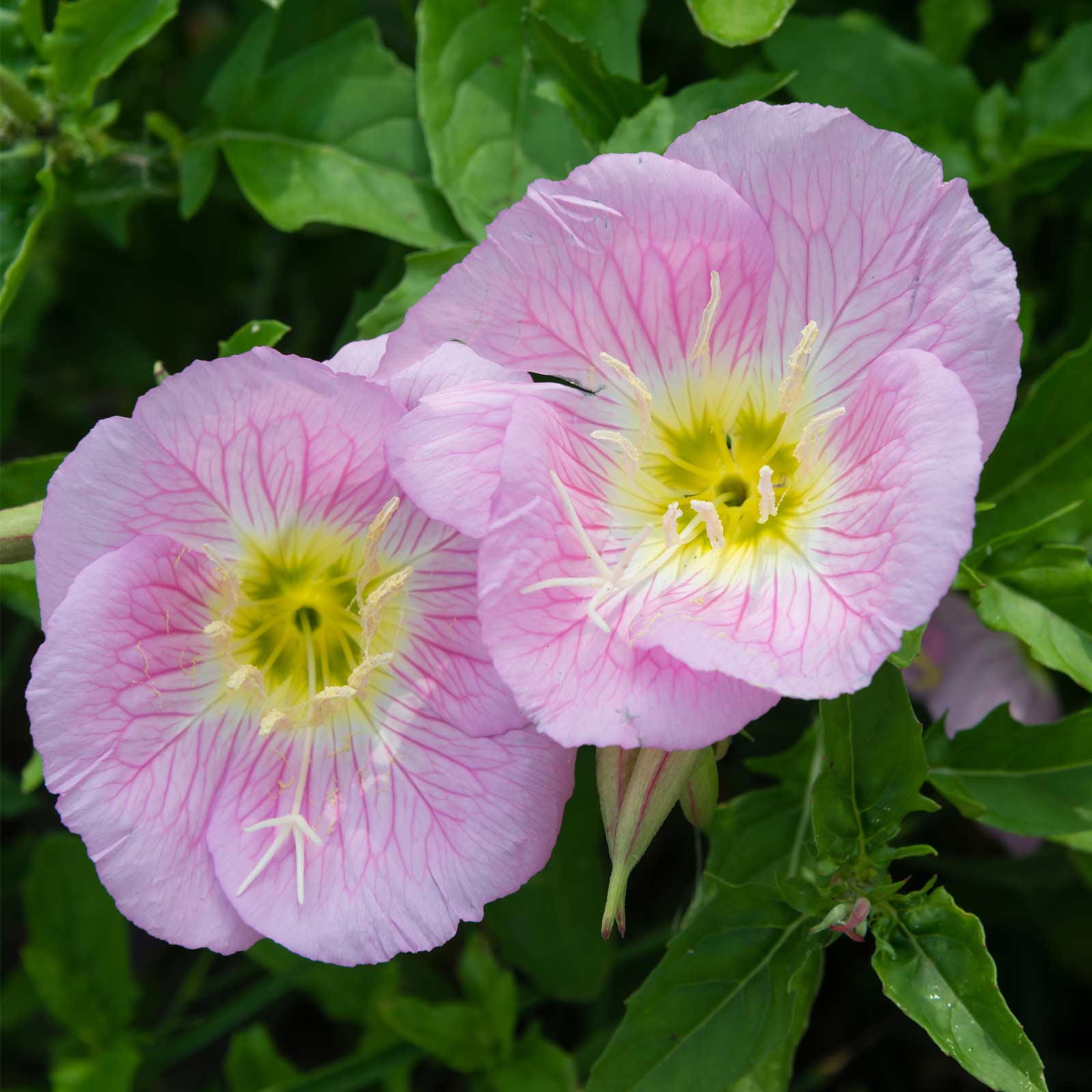 Showy Evening Primrose Wildflower Seeds - 1 g Packet ~400 Seeds - Wild Flower - Buy Gardening Seeds Online