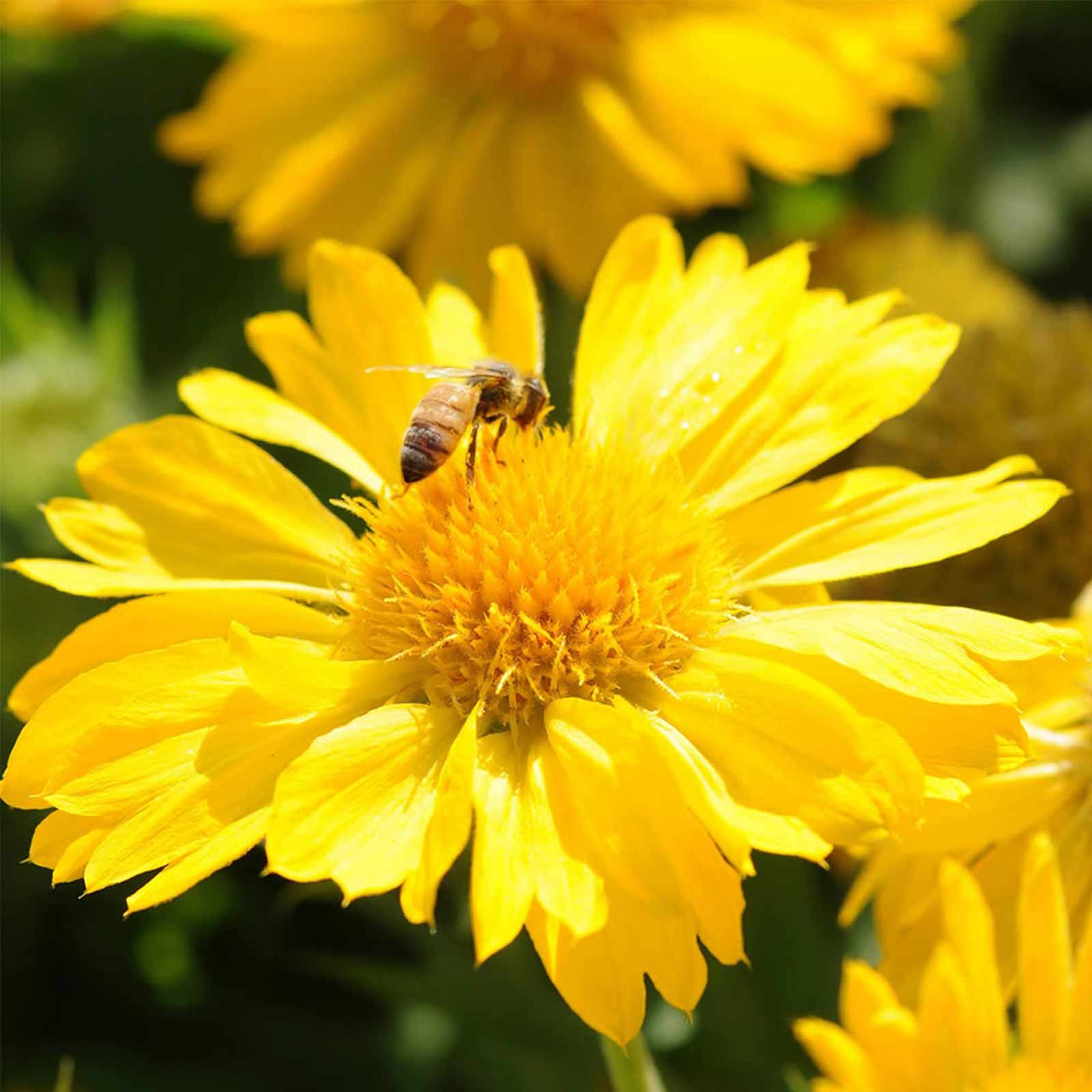 Mesa F1 Series Yellow Gaillardia Seeds - Packet of 10 Seeds - Buy Garden Flower Seeds Online