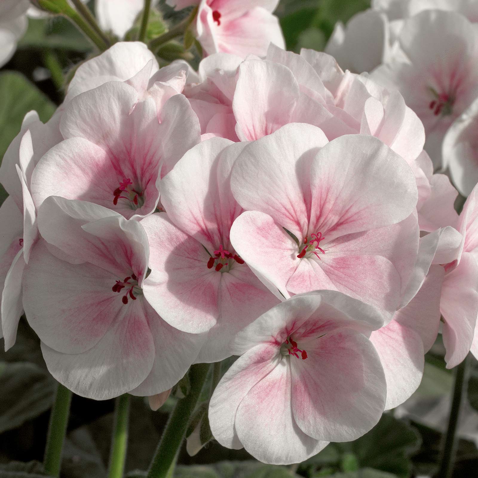Geranium Seeds - Maverick F1 Series - Appleblossom - 50 Seeds - Buy Garden Flower Seeds Online