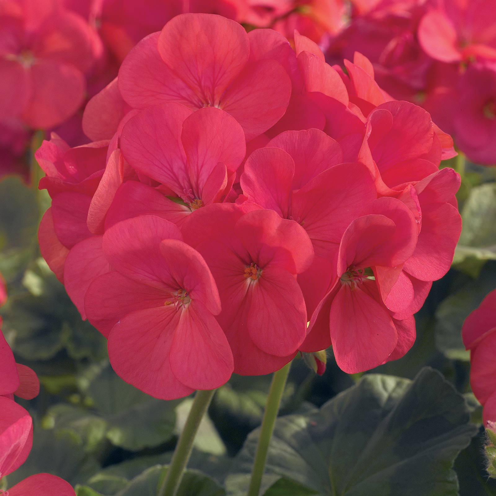 Geranium Seeds - Maverick F1 Series - Coral - Packet of 10 Seeds - Buy Garden Flower Seeds Online