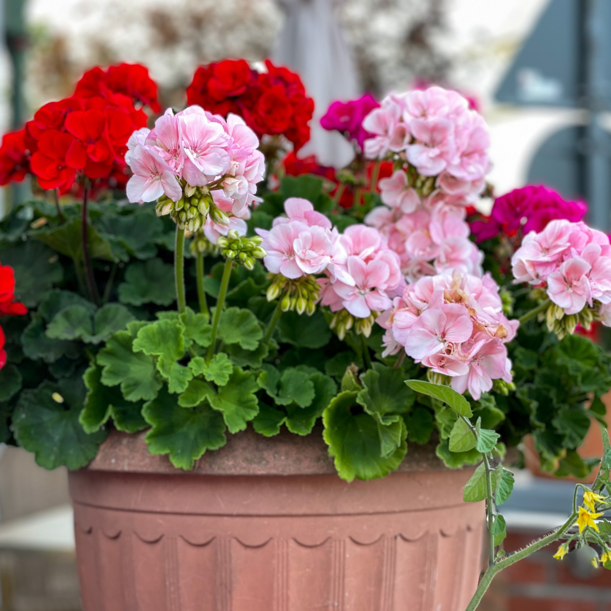 Geranium Seeds - Maverick F1 Series - Mix - 50 Seeds - Buy Garden Flower Seeds Online