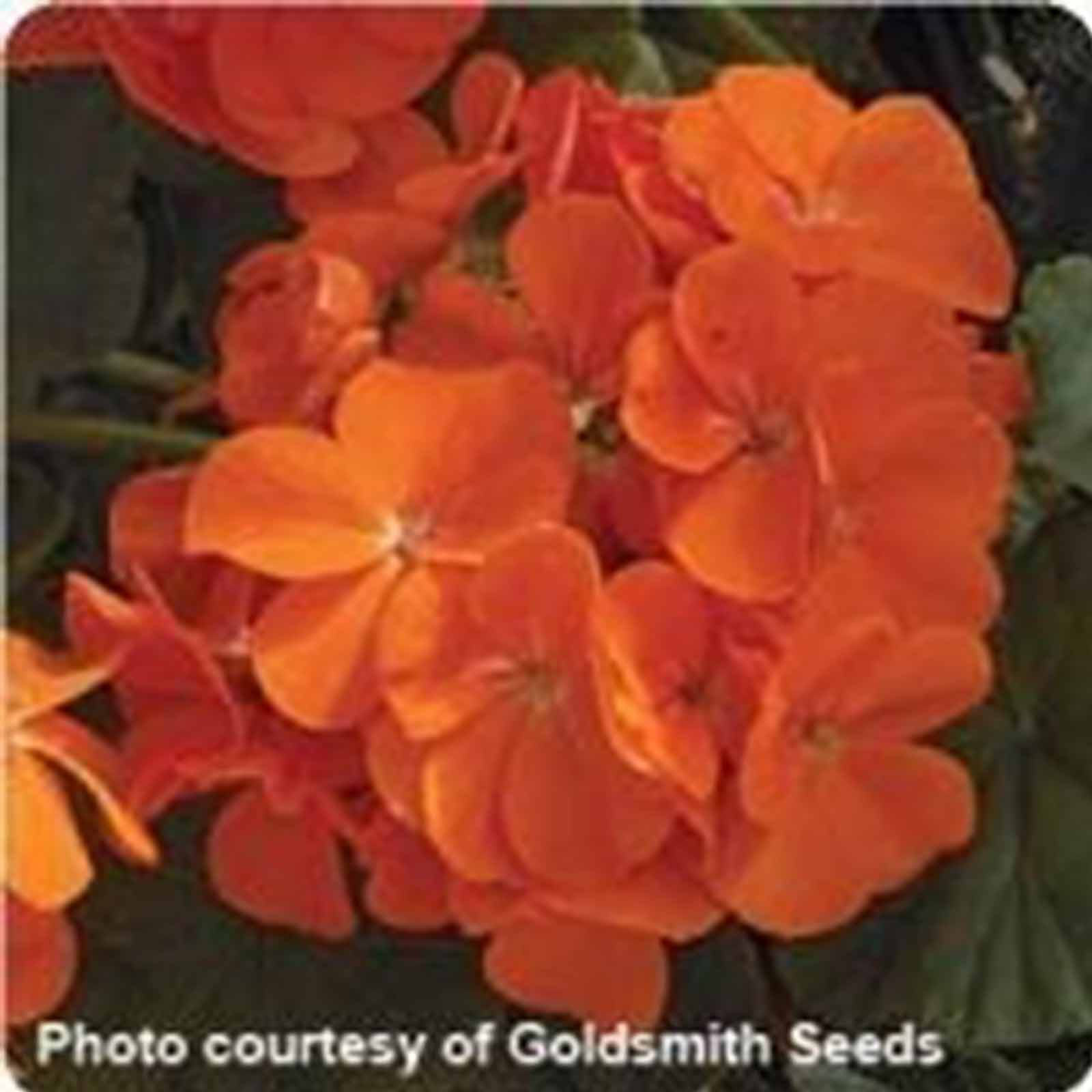 Geranium Seeds - Maverick F1 Series - Orange - Packet of 10 Seeds - Buy Garden Flower Seeds Online