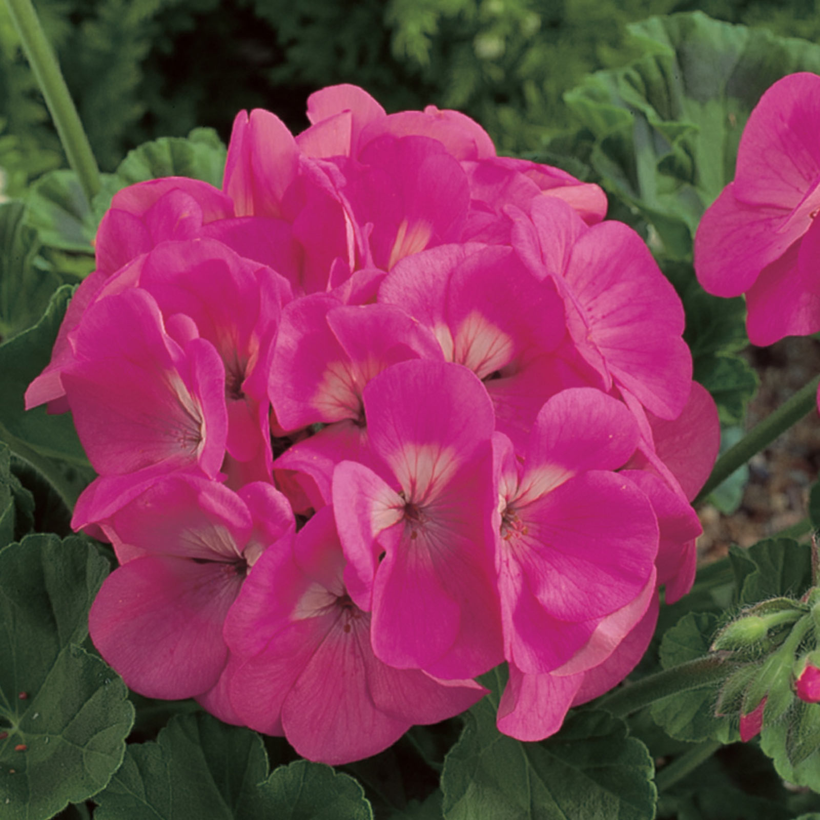 Geranium Seeds - Maverick F1 Series - Pink - 50 Seeds - Buy Garden Flower Seeds Online