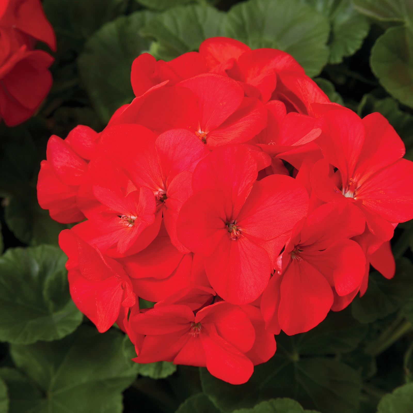 Geranium Seeds - Maverick F1 Series - Red - 50 Seeds - Buy Garden Flower Seeds Online