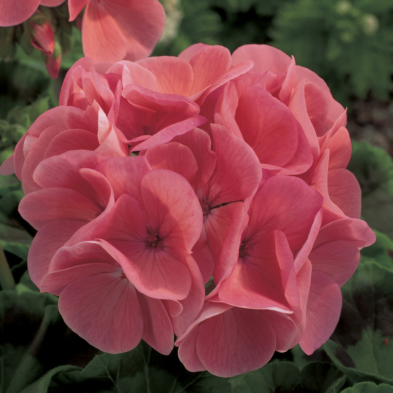Geranium Seeds - Maverick F1 Series - Salmon - 50 Seeds - Buy Garden Flower Seeds Online