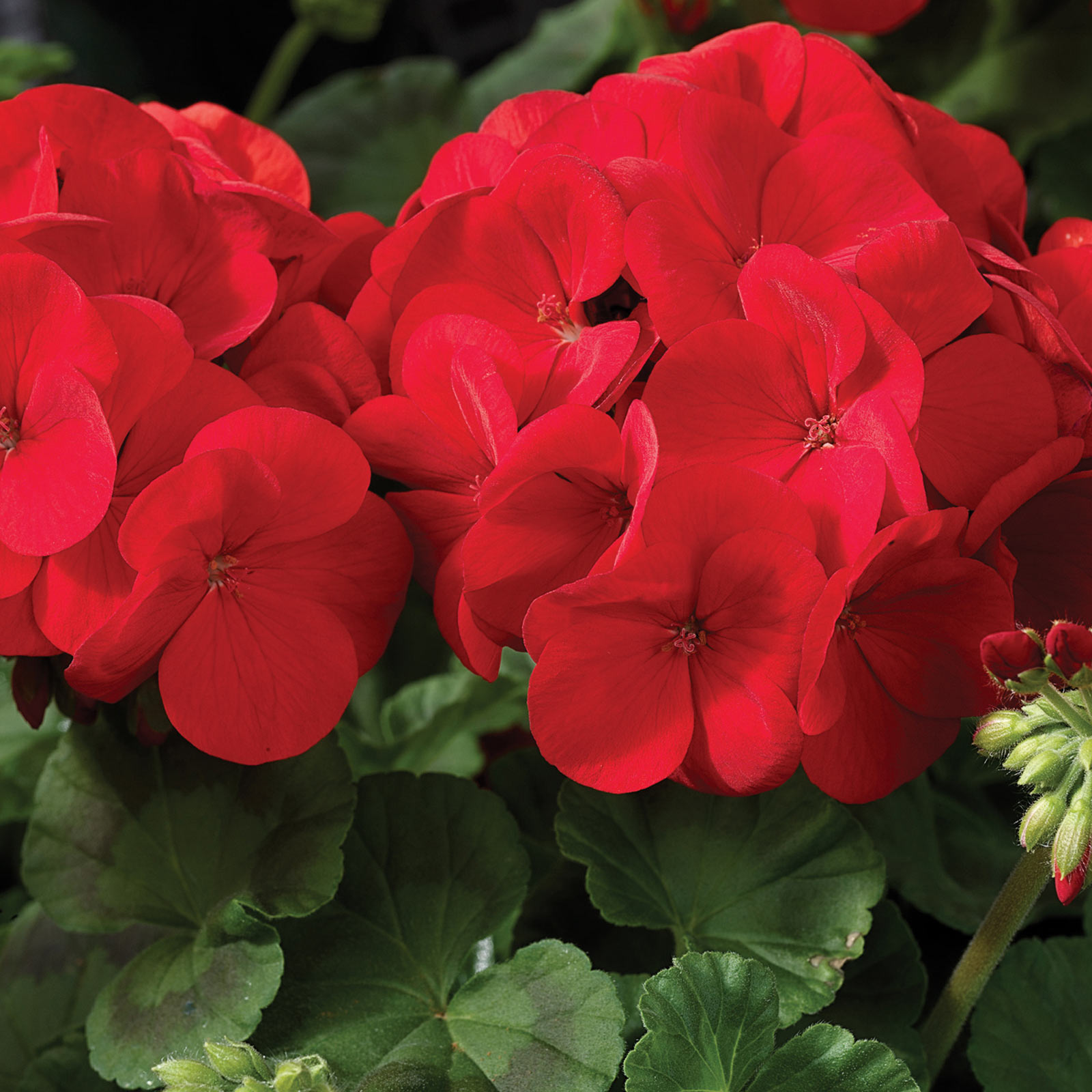 Geranium Seeds - Maverick F1 Series - Scarlet - Packet of 10 Seeds - Buy Garden Flower Seeds Online