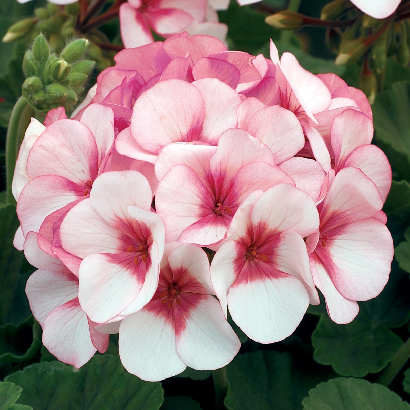 Geranium Seeds - Maverick F1 Series - Star (Pink w/ Rose Eye) - 50 Seeds - Buy Garden Flower Seeds Online