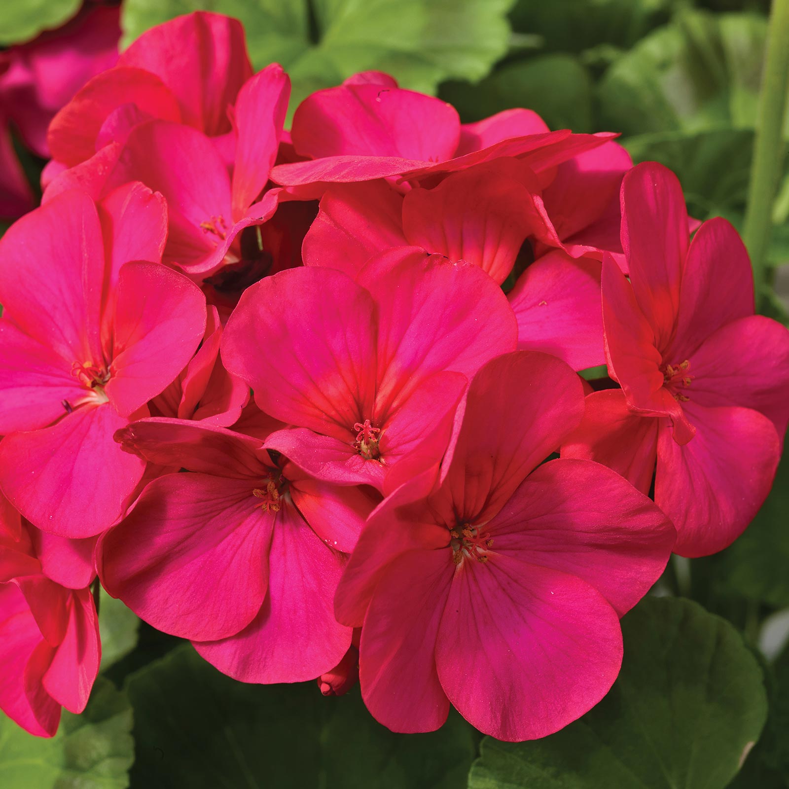 Geranium Seeds - Maverick F1 Series - Violet - Packet of 10 Seeds - Buy Garden Flower Seeds Online