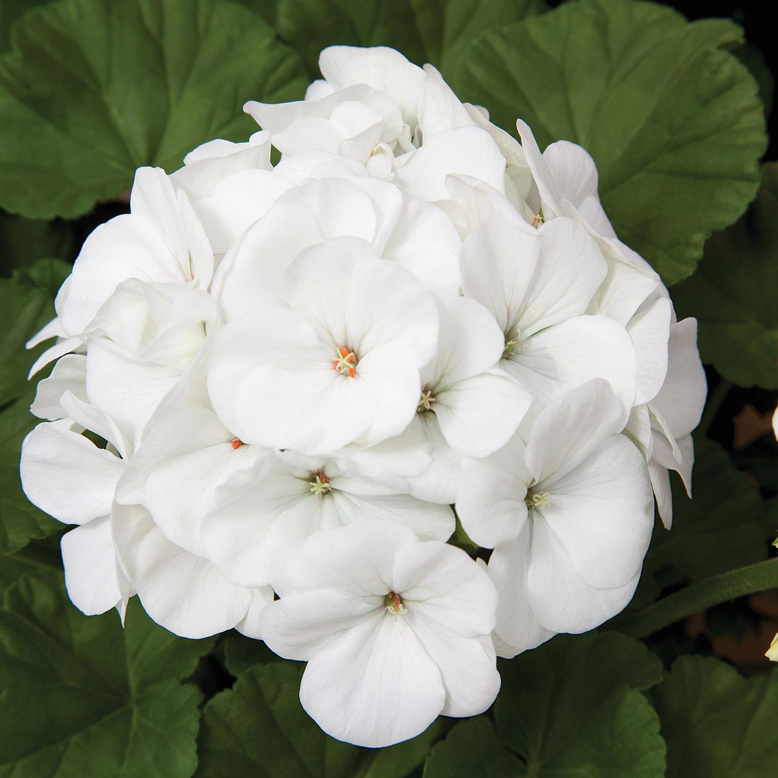 Geranium Seeds - Maverick F1 Series - White - Packet of 10 Seeds - Buy Garden Flower Seeds Online