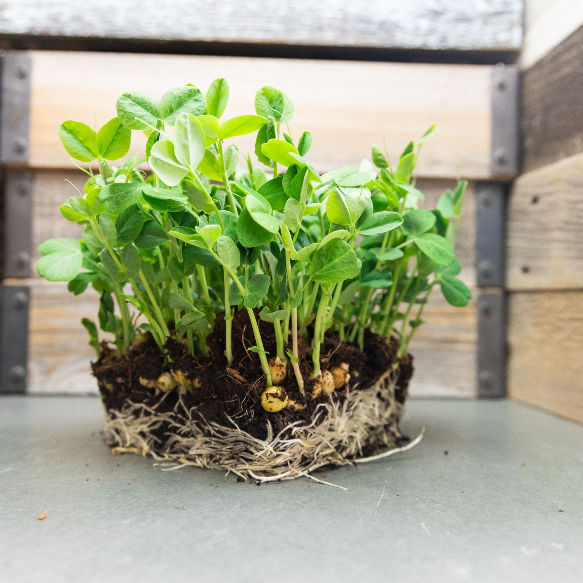 Pea Microgreens Seeds - 25 Lb Bulk ~14,400 Seeds- Pea Micro Green Seeds for Planting - Wholesale Pea Shoots, Pea Sprouts