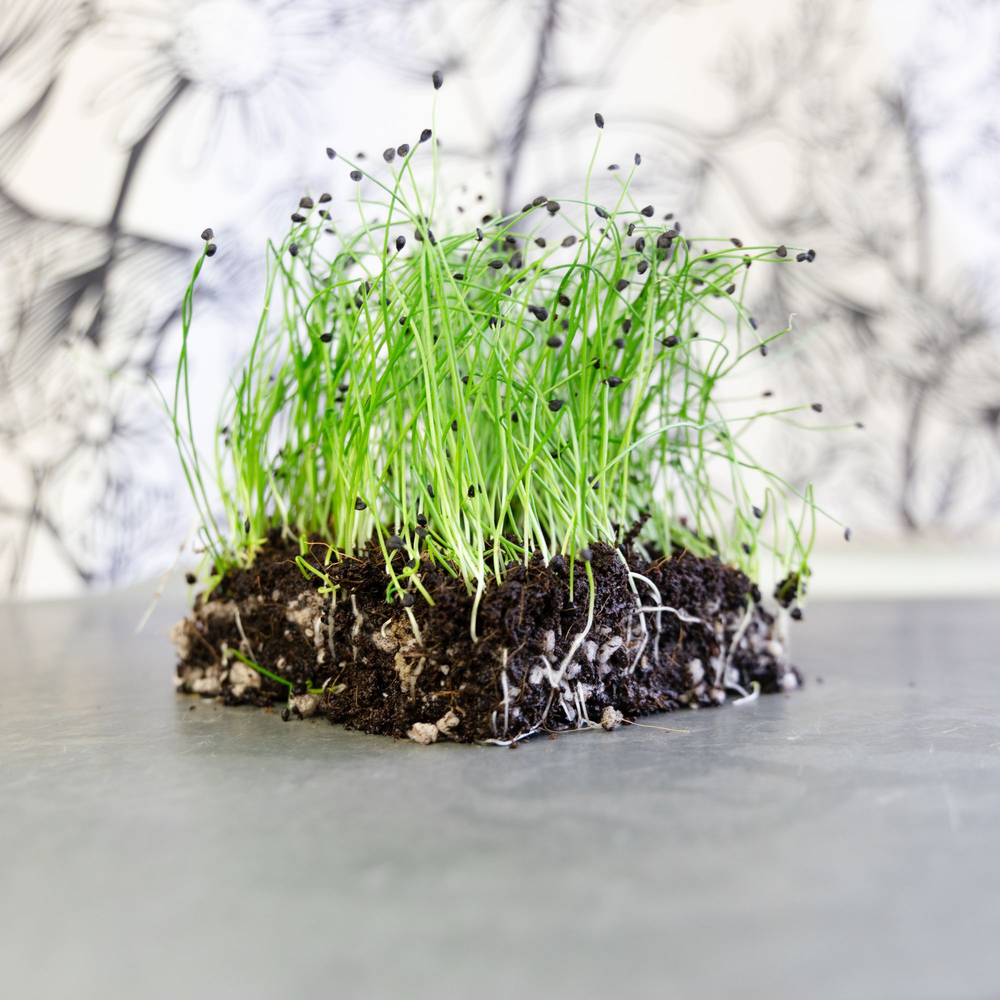 Organic Chives, Garlic Herb Seeds - 1 OZ ~7,000 -Garden, Microgreens - Buy Non-GMO Allium tuberosum Farm & Gardening Seeds Onlin