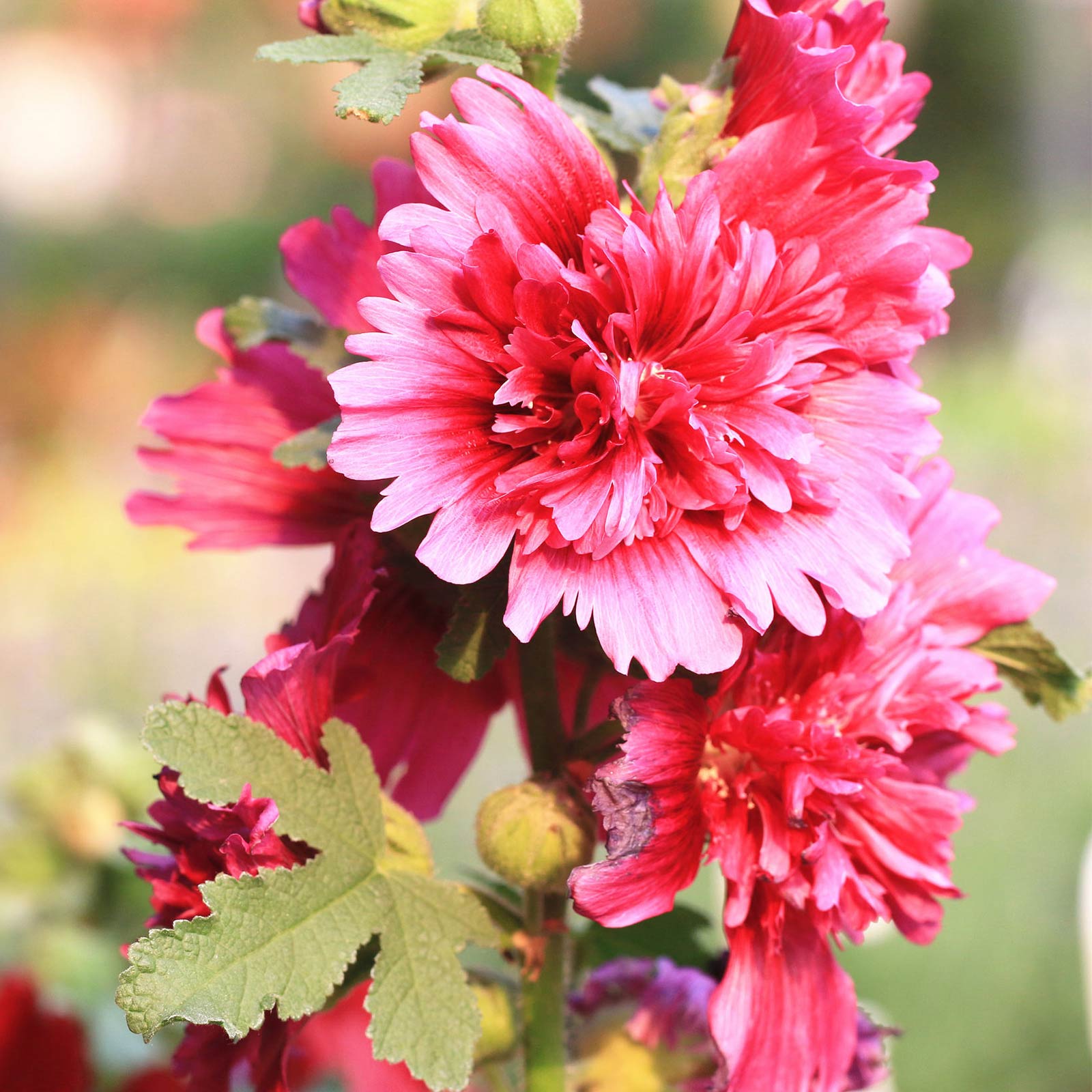 Queeny Purple Hollyhock Seeds - 4 Oz Bulk ~8800 Seeds - Buy Alcea rosea Garden Flower Seeds Online