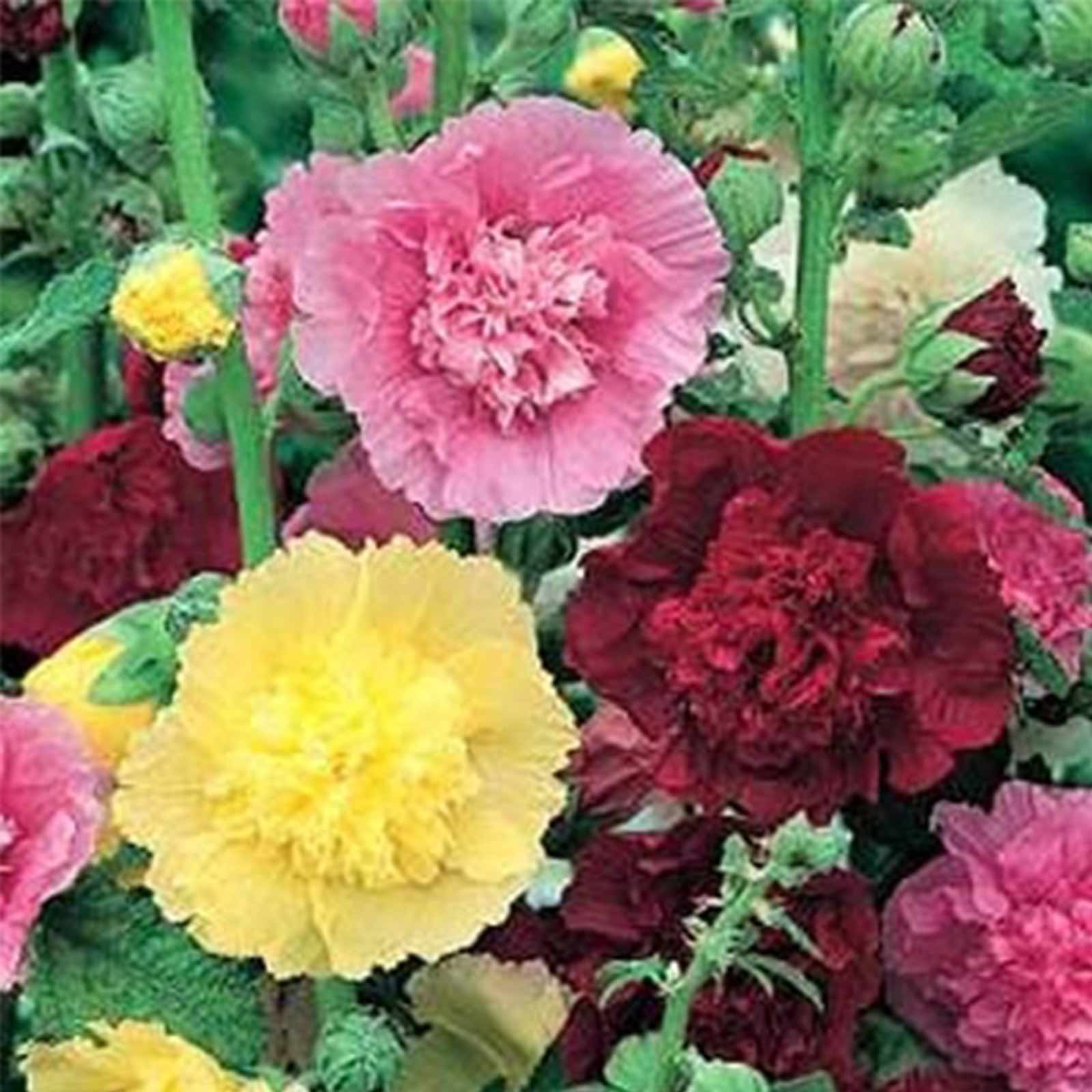 Summer Carnival Mix Hollyhock Seeds - 0.25 Oz ~550 Seeds - Buy Alcea rosea Garden Flower Seeds Online