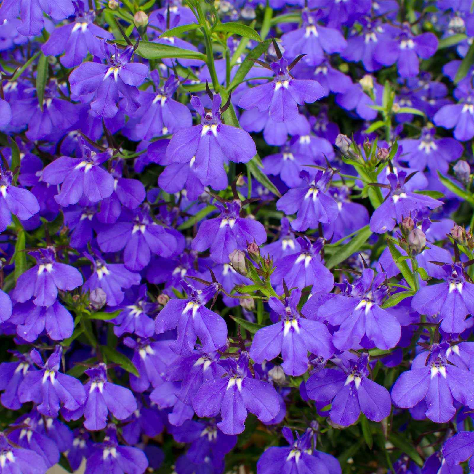 Lobelia Flower Seeds - Palace Series - Blue - 500 Multi-Pelleted Seeds - Buy Garden Seeds Online