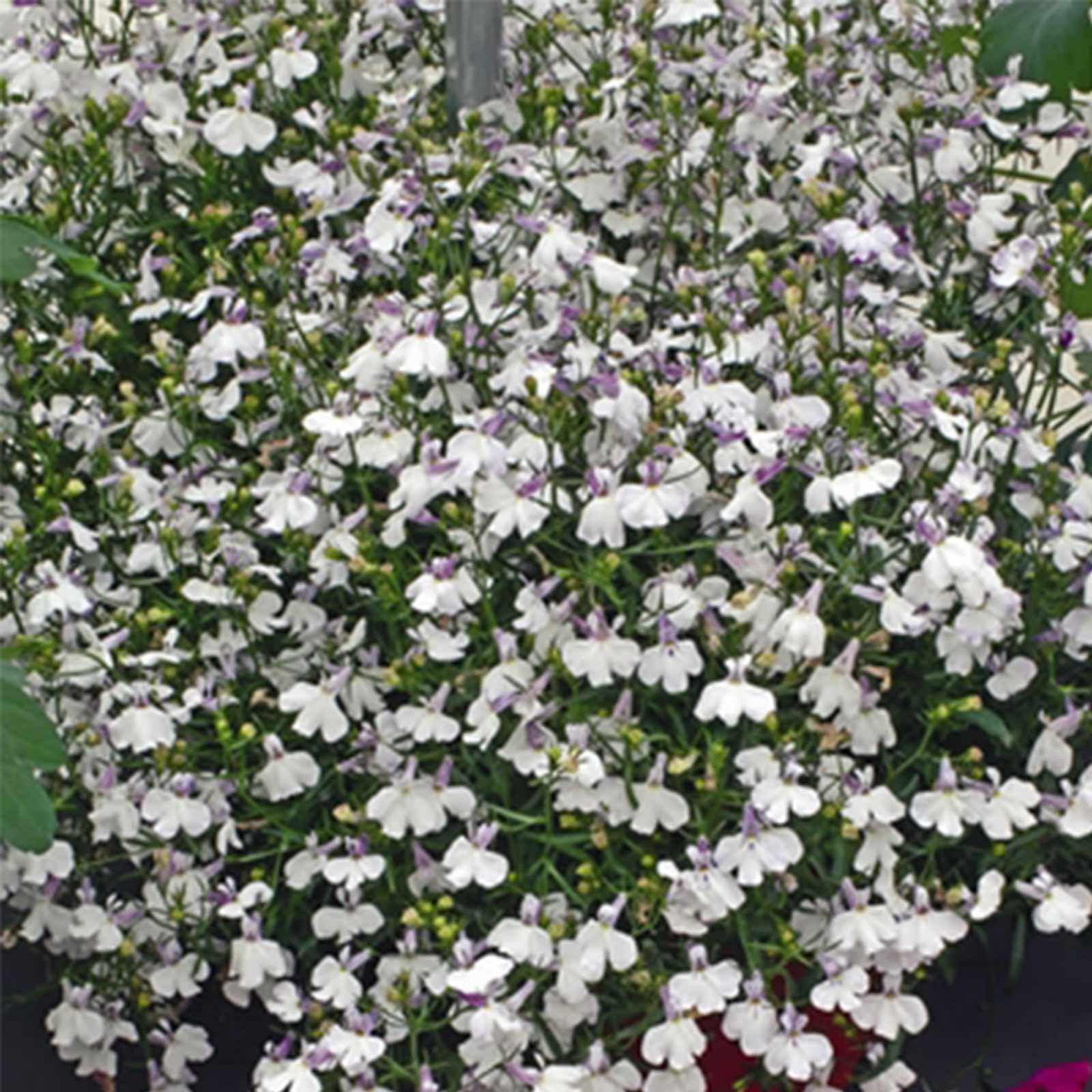 Lobelia Seeds - Regatta Series - Lilac Splash (white w/ lilac) - 500 Multi-Pelleted Seeds - Annual - Buy Flower Garden Seeds Onl
