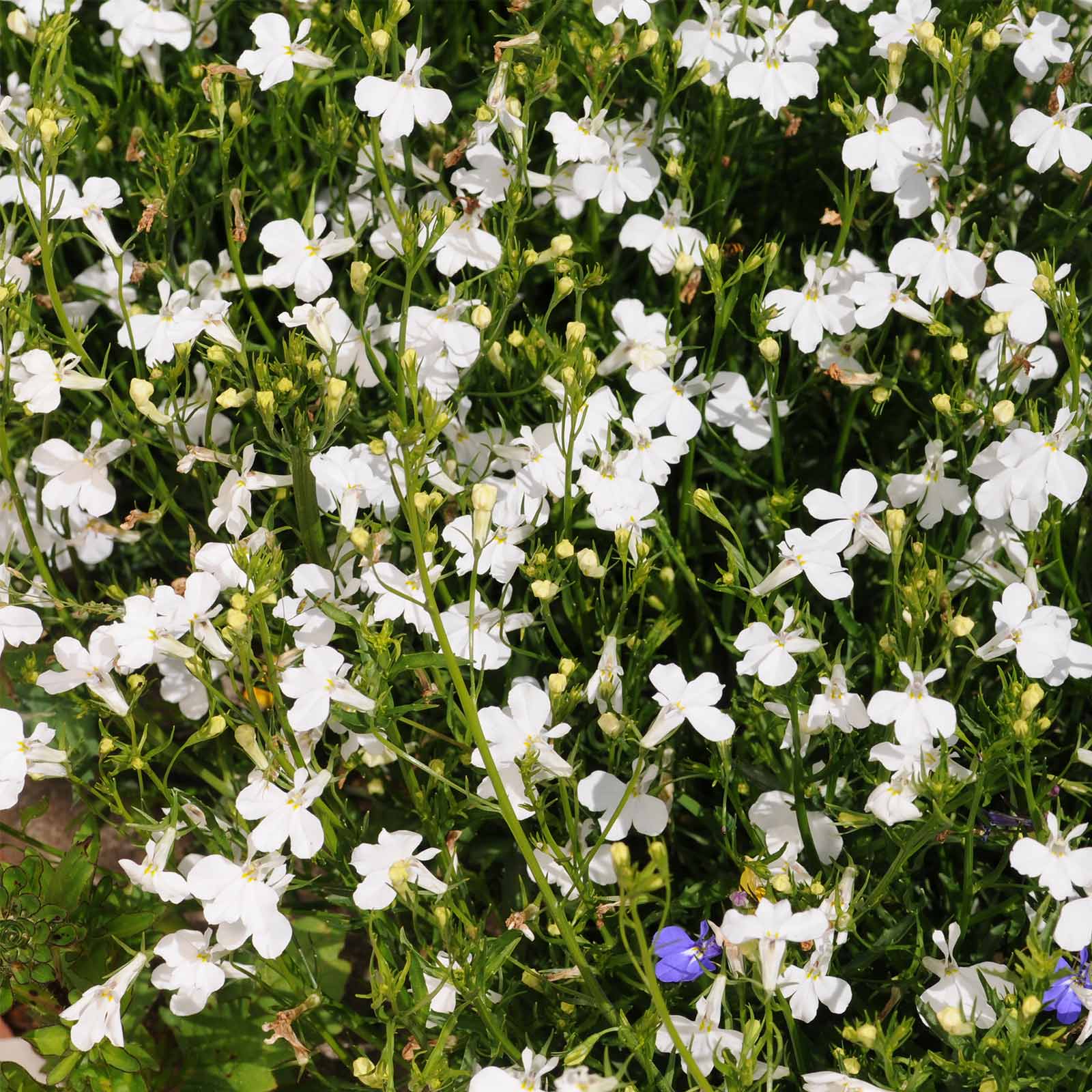 Lobelia Seeds - Regatta Series - White - 500 Multi-Pelleted Seeds - Annual - Buy Flower Garden Seeds Online