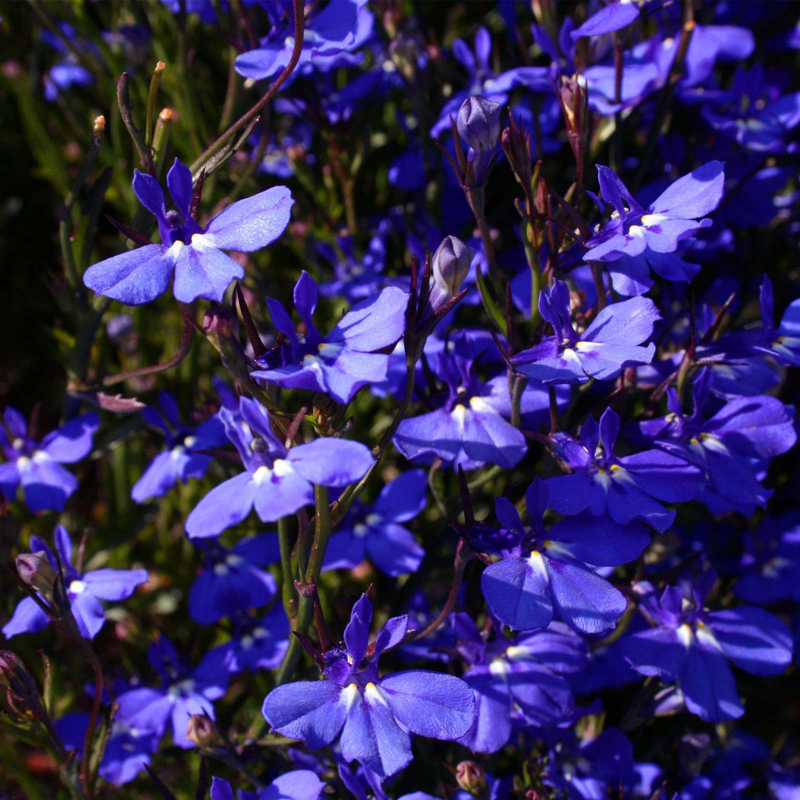 Lobelia Seeds - Sapphire - 4 Oz Bulk - Multi-Pelleted Seeds - Annual - Buy Garden Flower Seeds Online