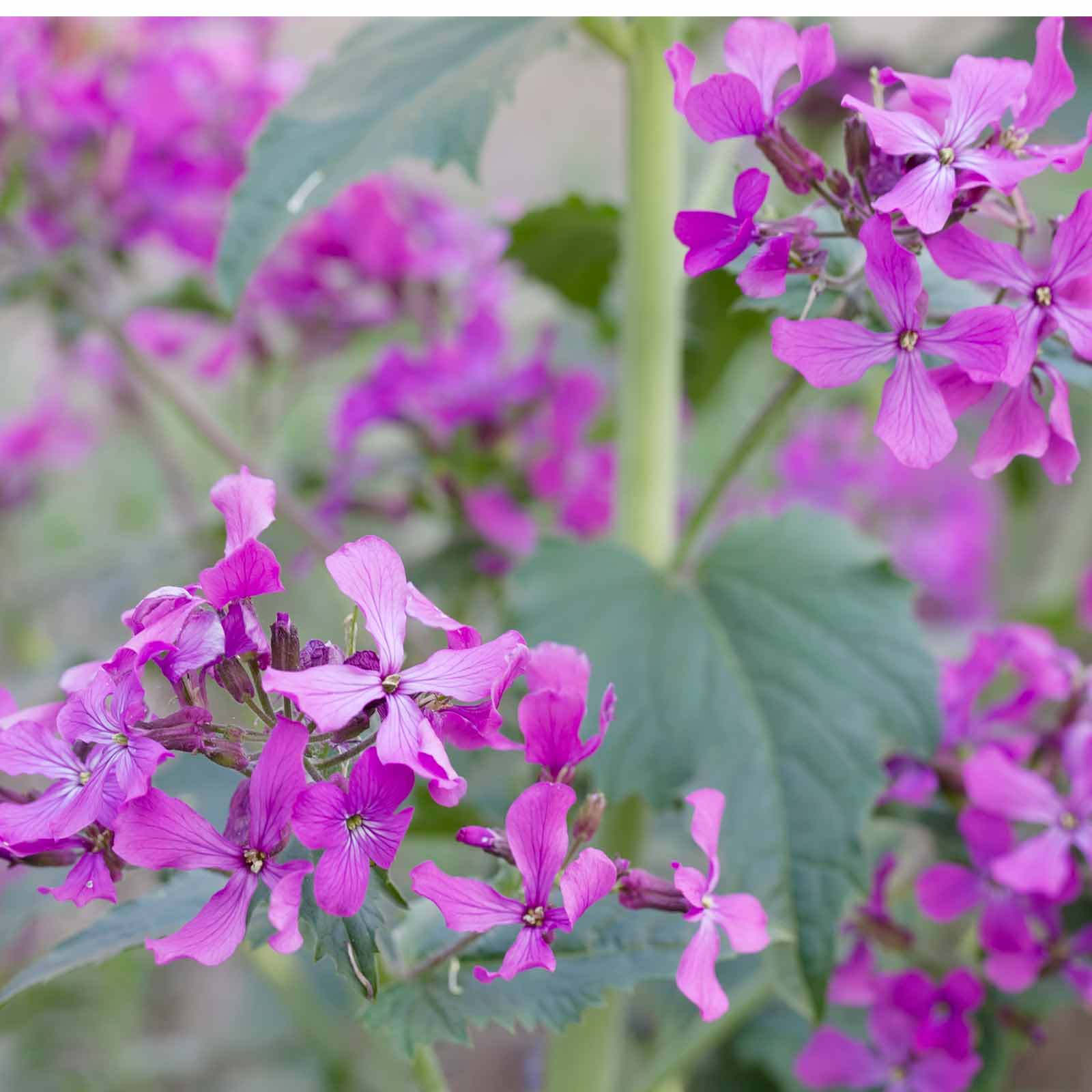 Lunaria Money Plant Seeds - 0.25 Oz ~375 Seeds - Perennial - Buy Garden Flower Seeds Online