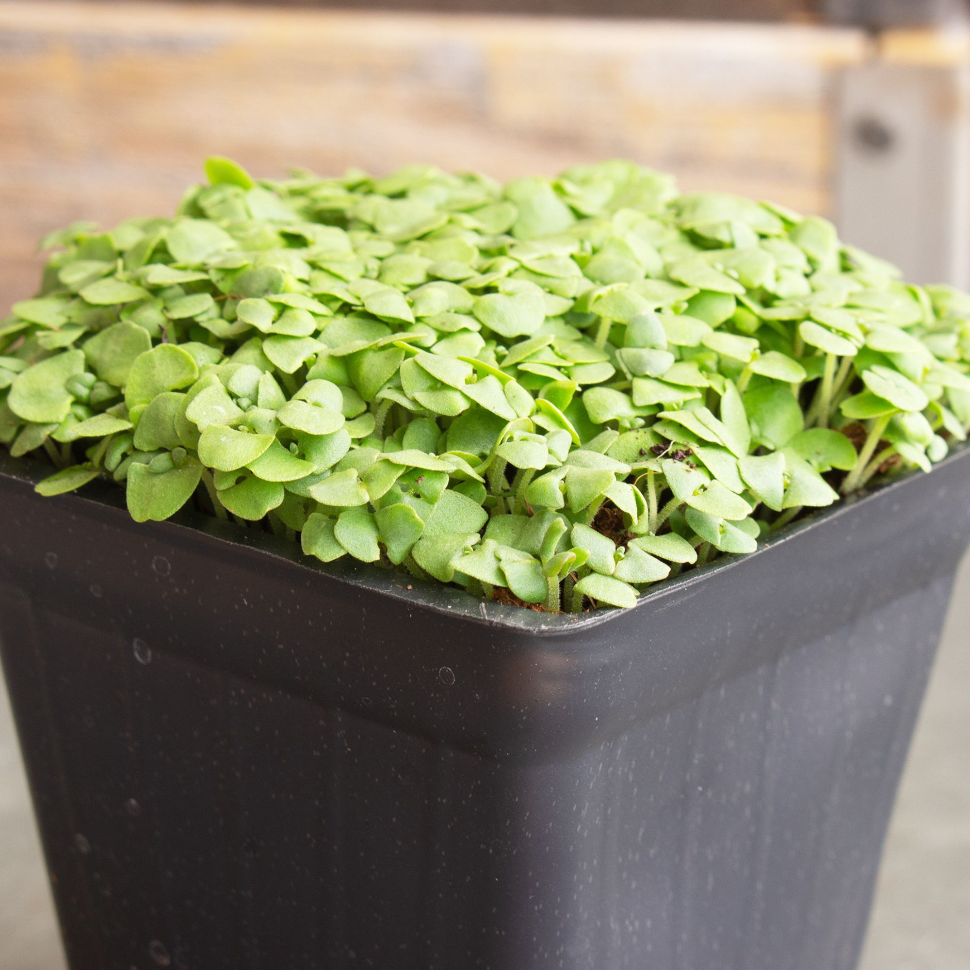 Organic Lettuce Leaf Basil Seeds for Planting - 4 Oz ~8,000 Seeds - Herb Gardening, Garden