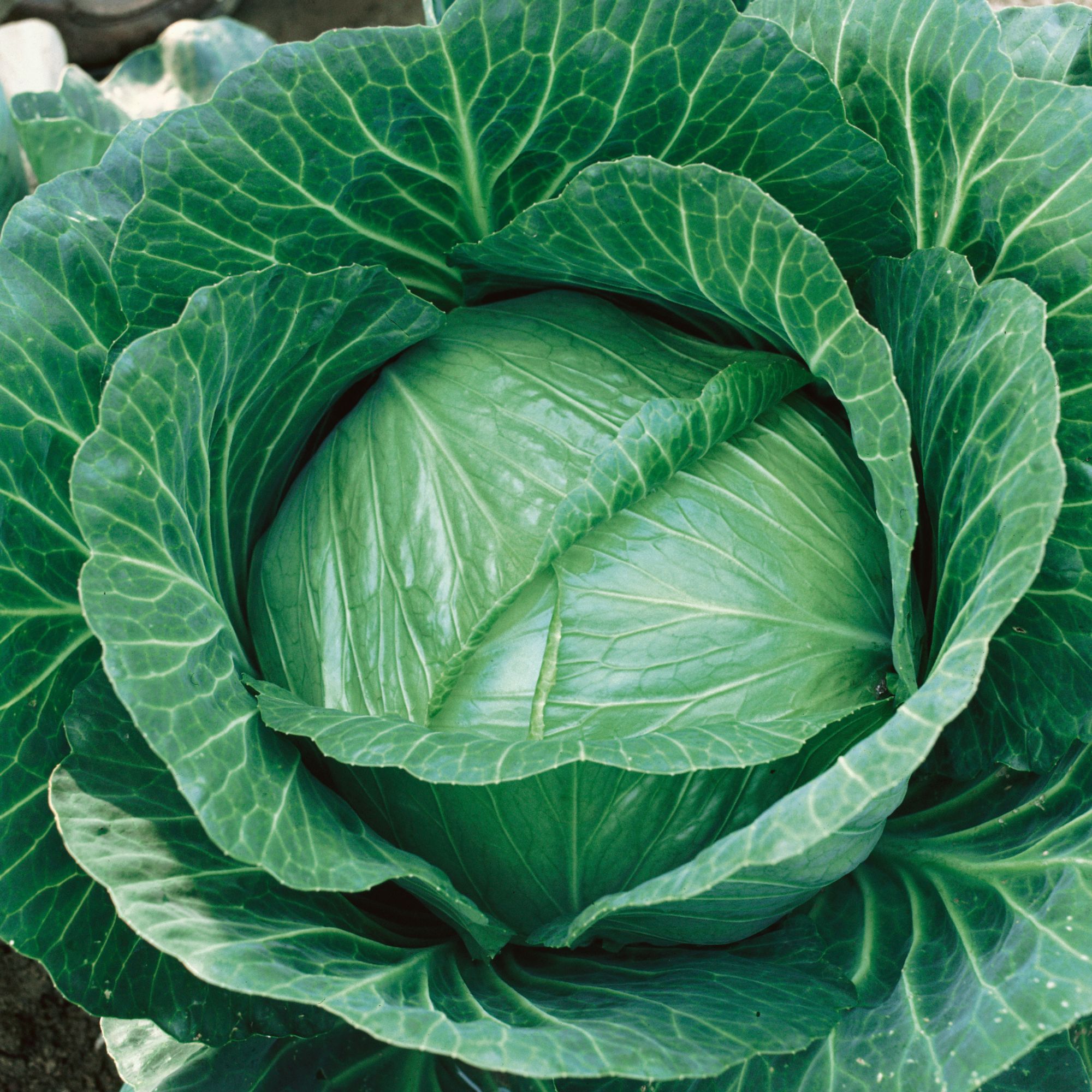 Organic Brunswick Cabbage Seeds for Planting - 5 Lb Bulk ~520,000Seeds - Storage Cabbage - Brassica oleracea