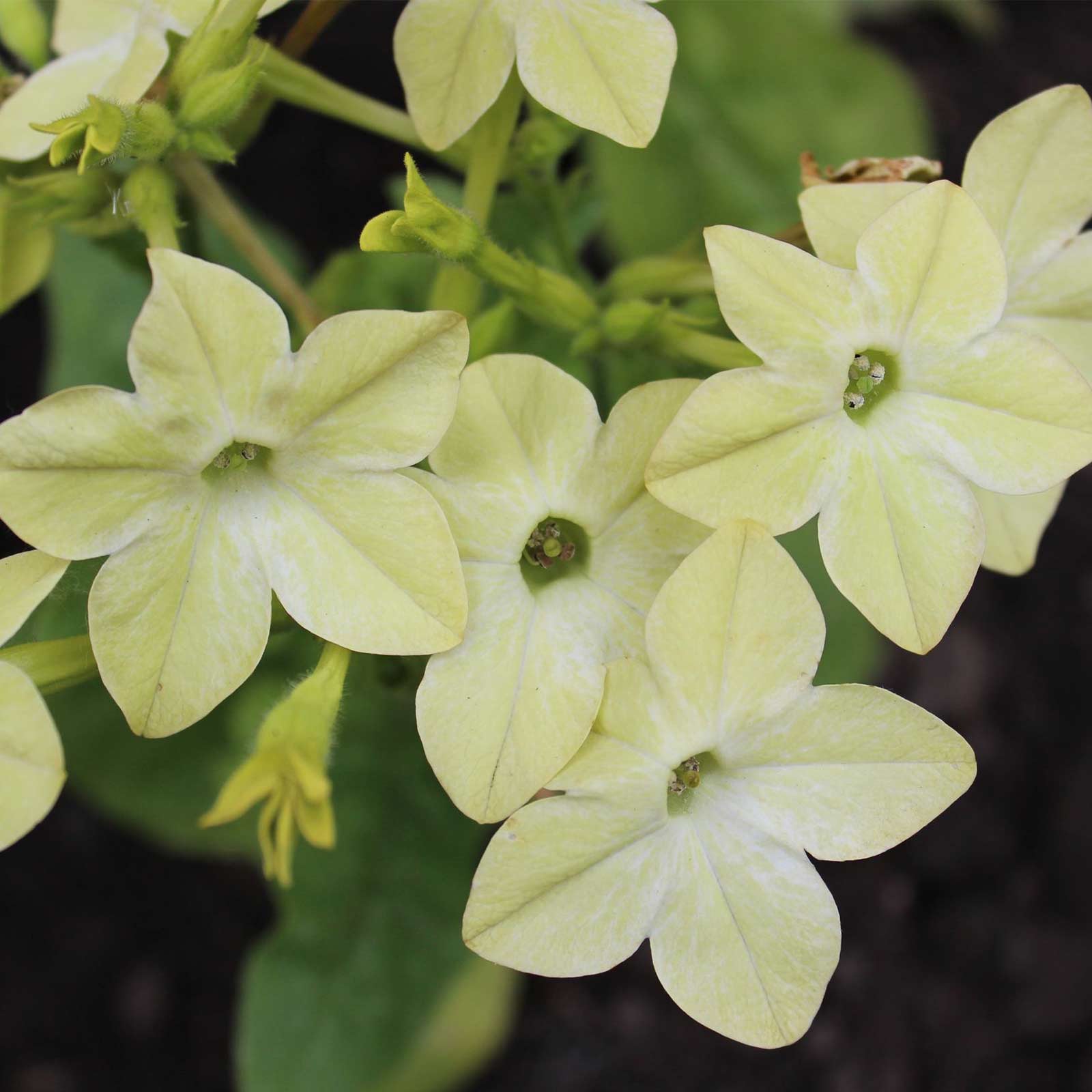 Nicotaina Flower Seeds - Starmaker Series - Deep Lime - 500 Seeds - Buy Nicotiana alata Garden Seeds Online