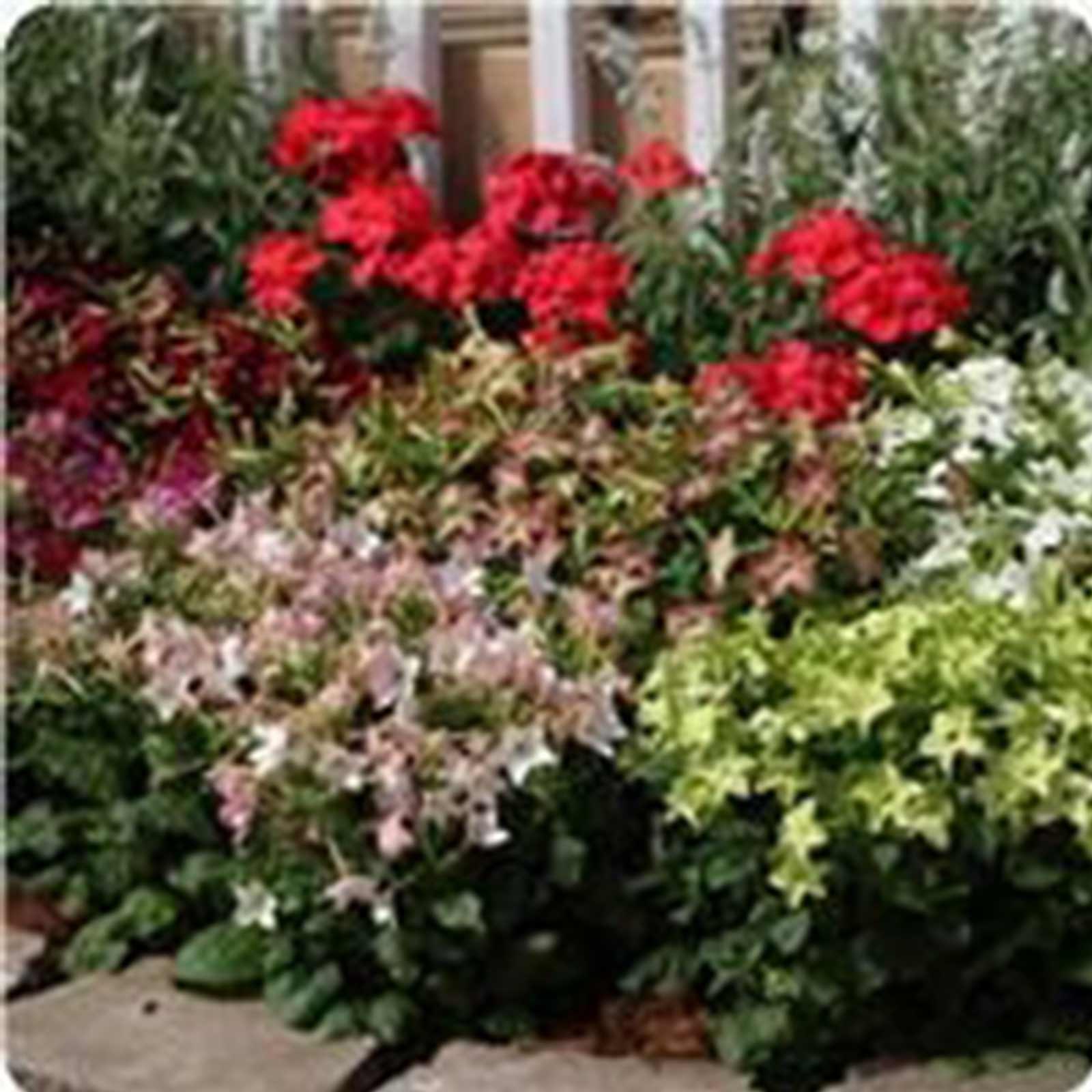 Nicotaina Flower Seeds - Starmaker Series - Mix - Packet of 25 Seeds - Buy Nicotiana alata Garden Seeds Online