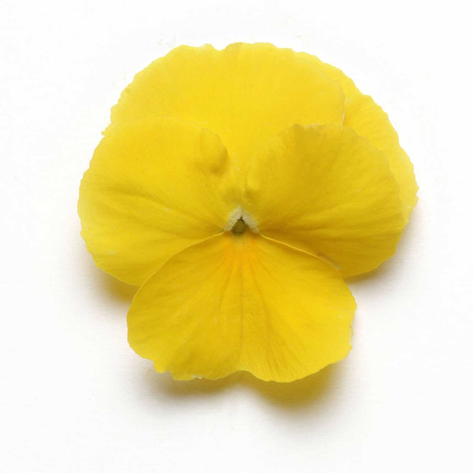 Pansy Flower Seeds - Cool Wave - Golden Yellow - Packet of 10 Seeds - Annual - Buy Garden & Gardening Seeds Online