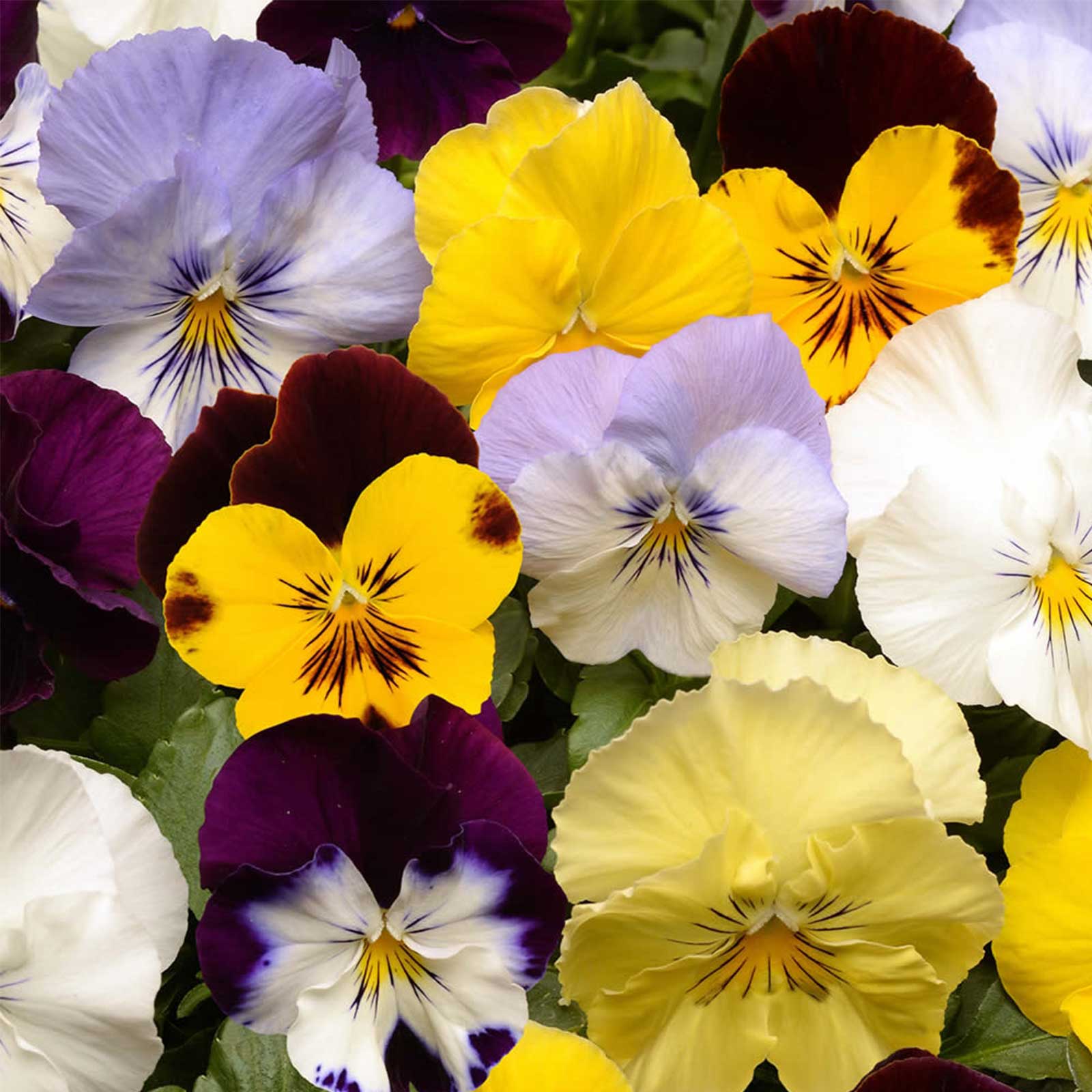 Pansy Flower Seeds - Cool Wave - Mix - Packet of 10 Seeds - Annual - Buy Garden & Gardening Seeds Online